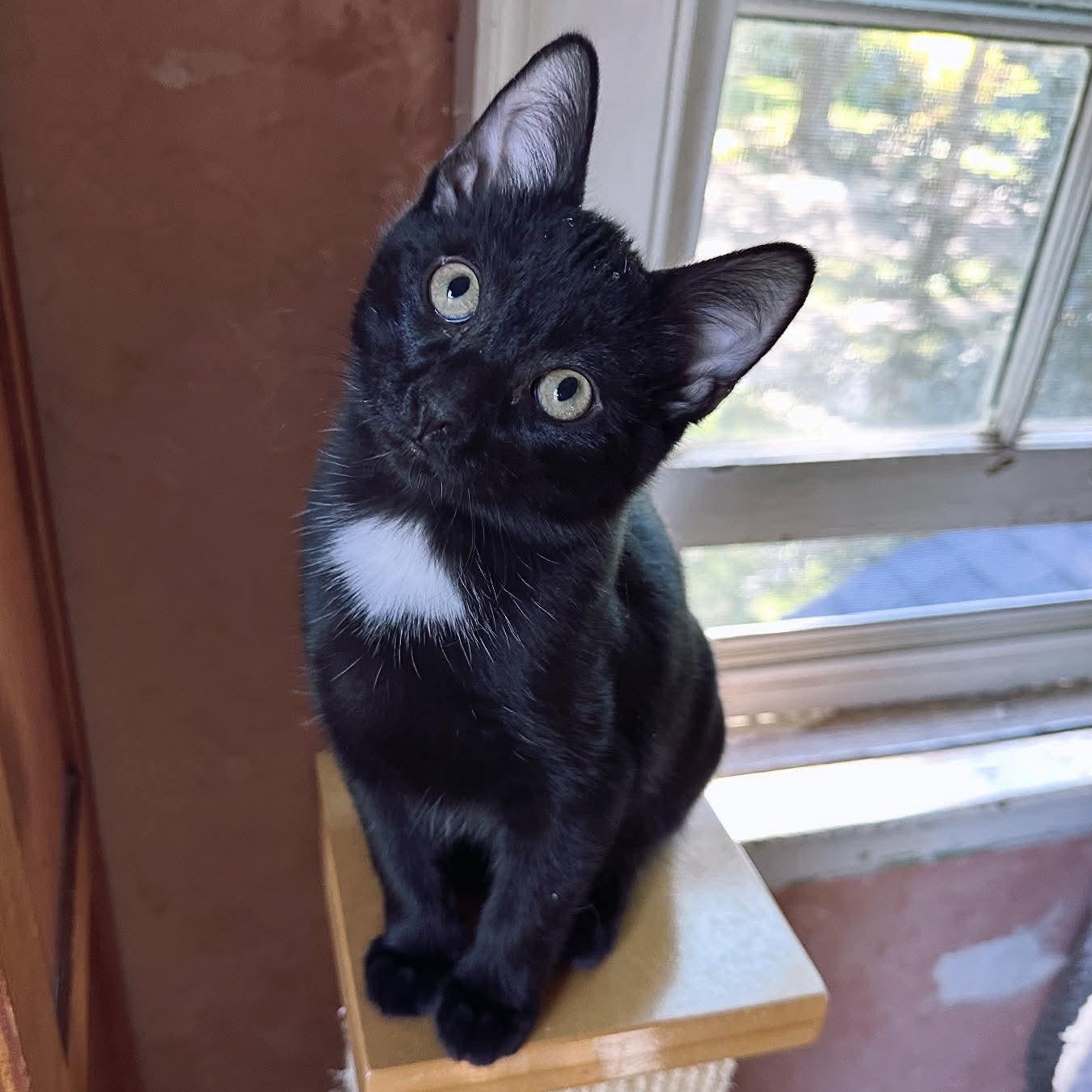 Oslo, Adoptable, Kitten Male Domestic Short Hair.