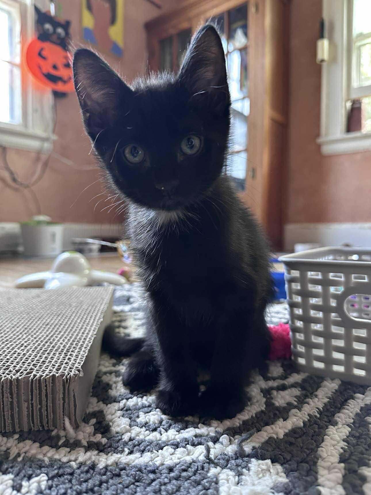 Enlarge Oslo, a Adoptable Domestic Short Hair in Lincoln, NE image 6/6