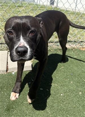 Enlarge QUEENIE, a Adoptable mixed breed in Texas City, TX image 1/1