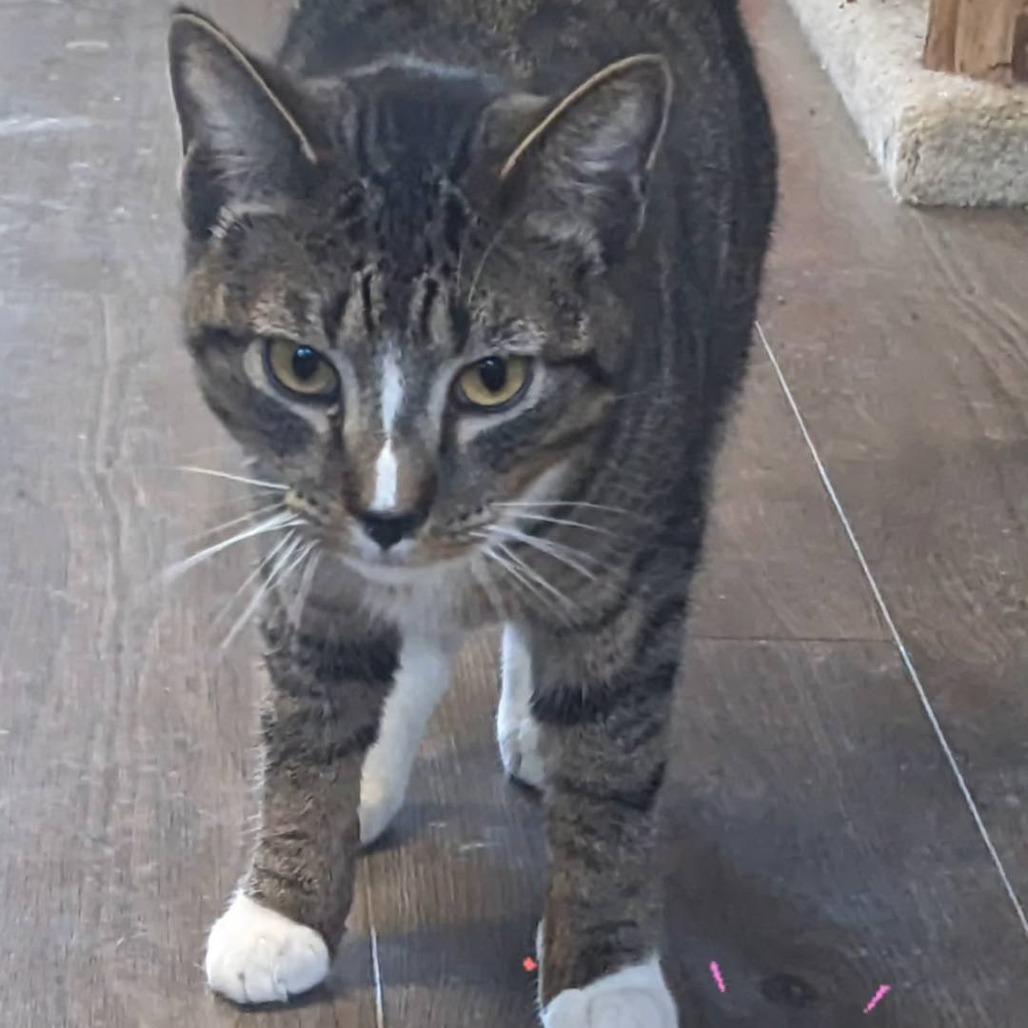 Candy Cane, Adoptable, Young Male Domestic Short Hair.