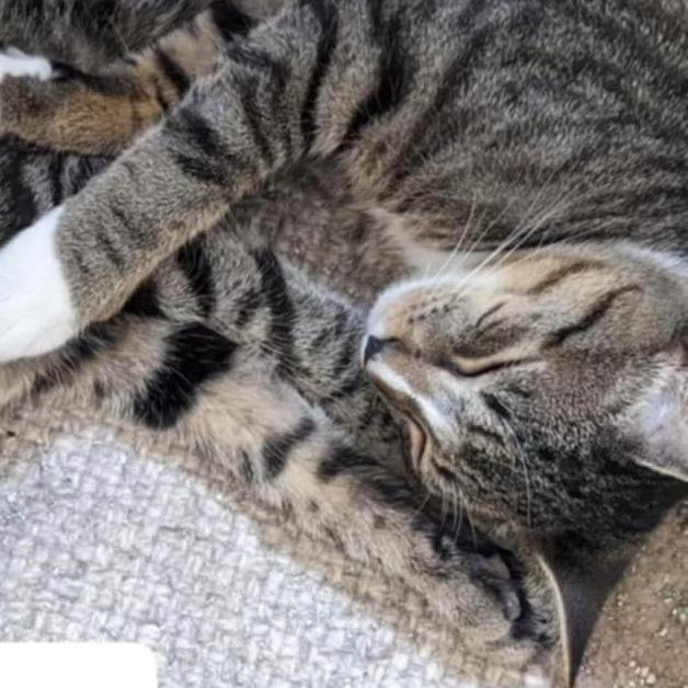 Enlarge Candy Cane, a Adoptable Domestic Short Hair in Pittsburgh, PA image 1/1