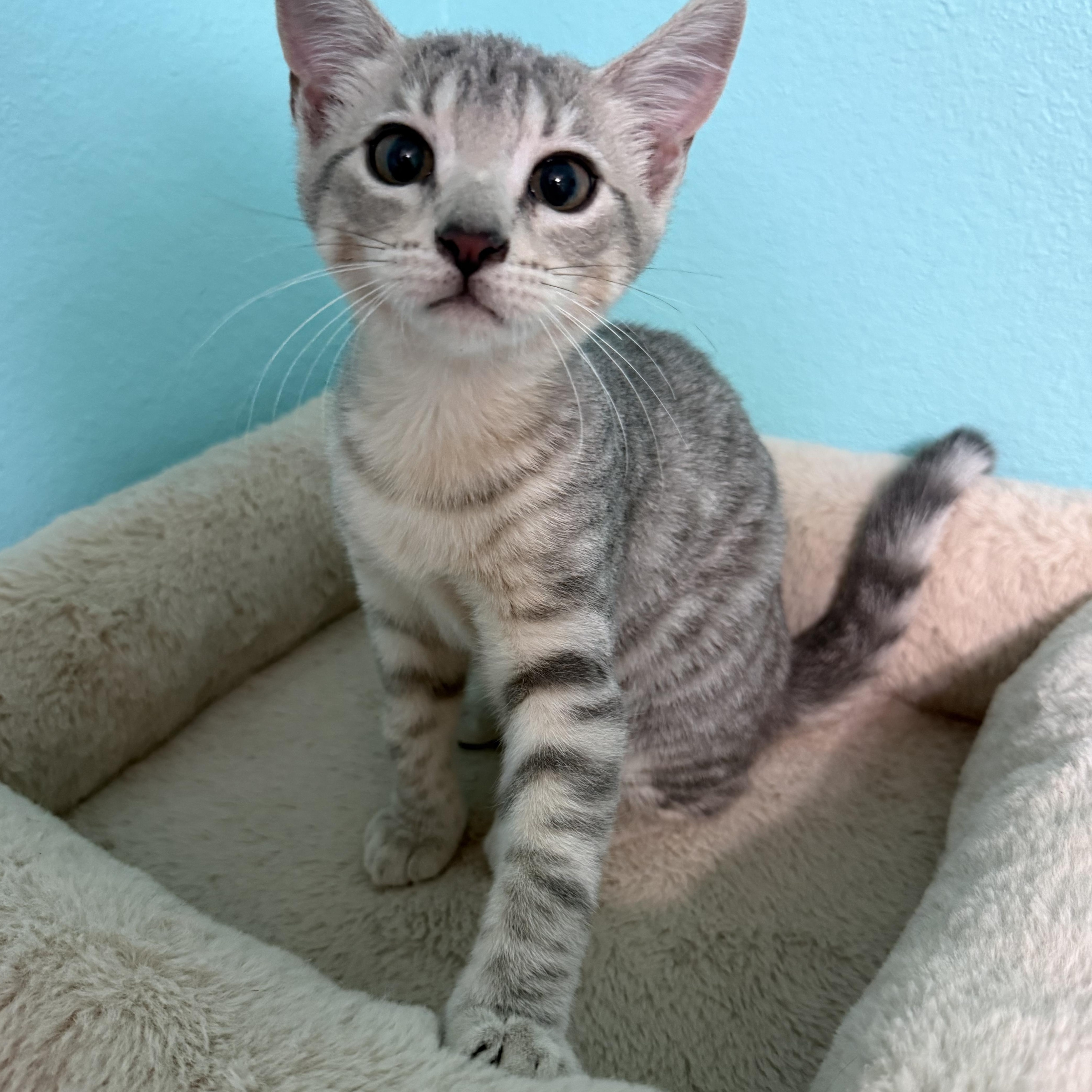 Enlarge Jazberry, a Adoptable mixed breed in Omaha, NE image 1/4