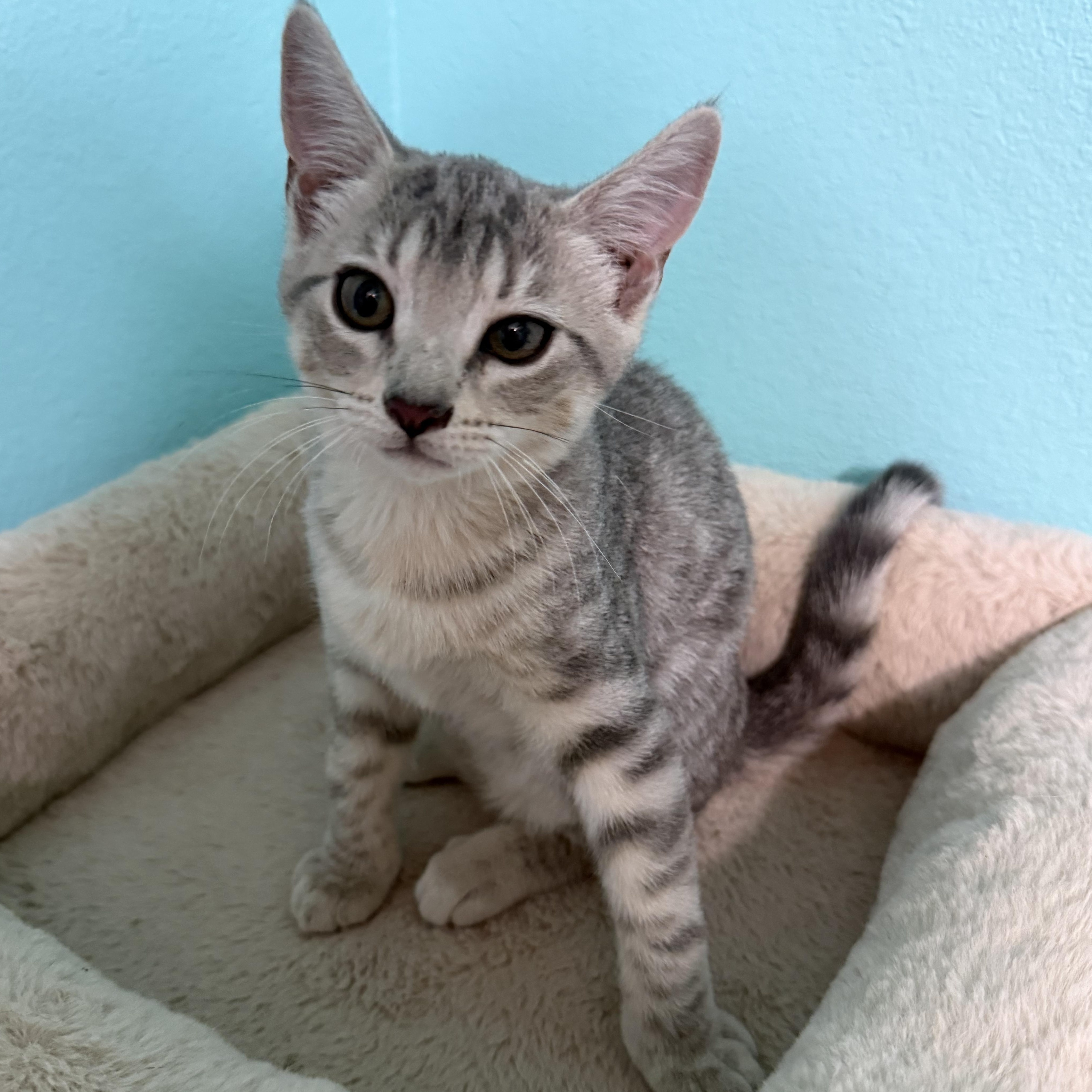 Enlarge Jazberry, a Adoptable mixed breed in Omaha, NE image 4/4