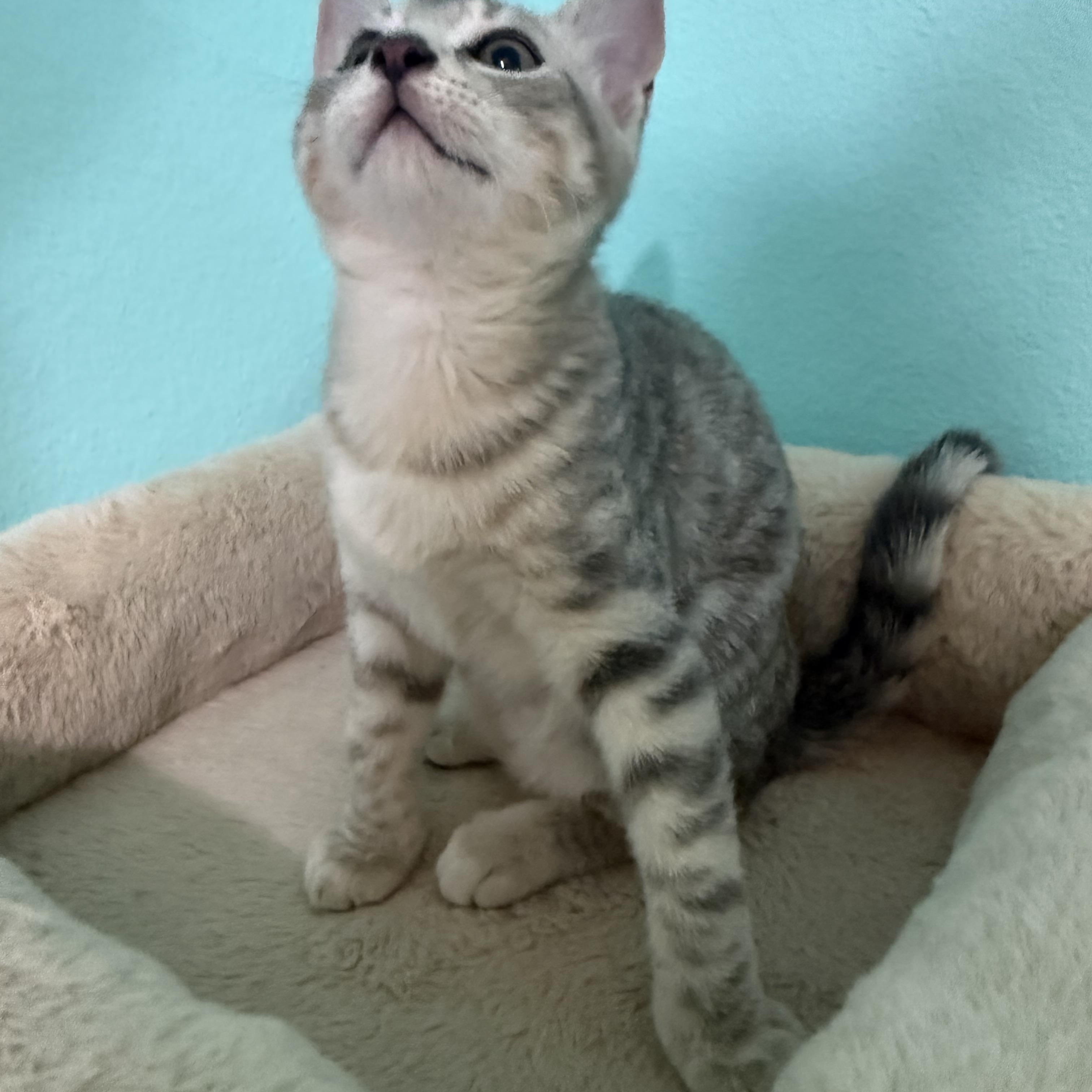 Enlarge Jazberry, a Adoptable mixed breed in Omaha, NE image 3/4