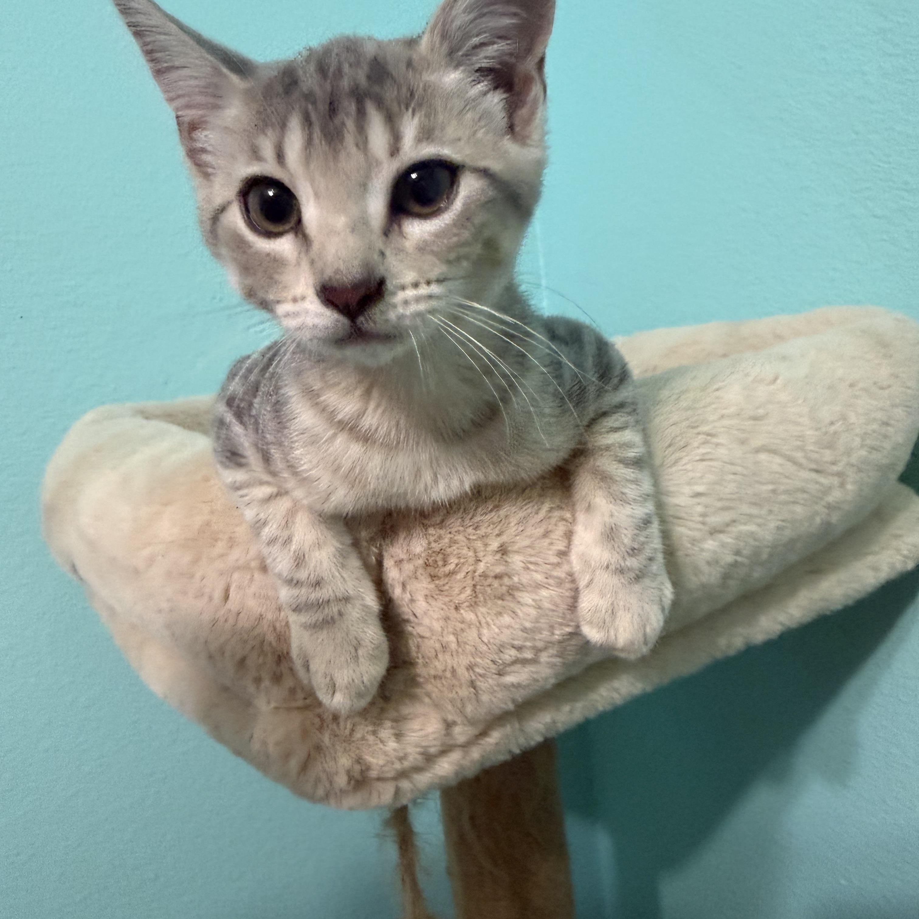 Enlarge Jazberry, a Adoptable mixed breed in Omaha, NE image 2/4