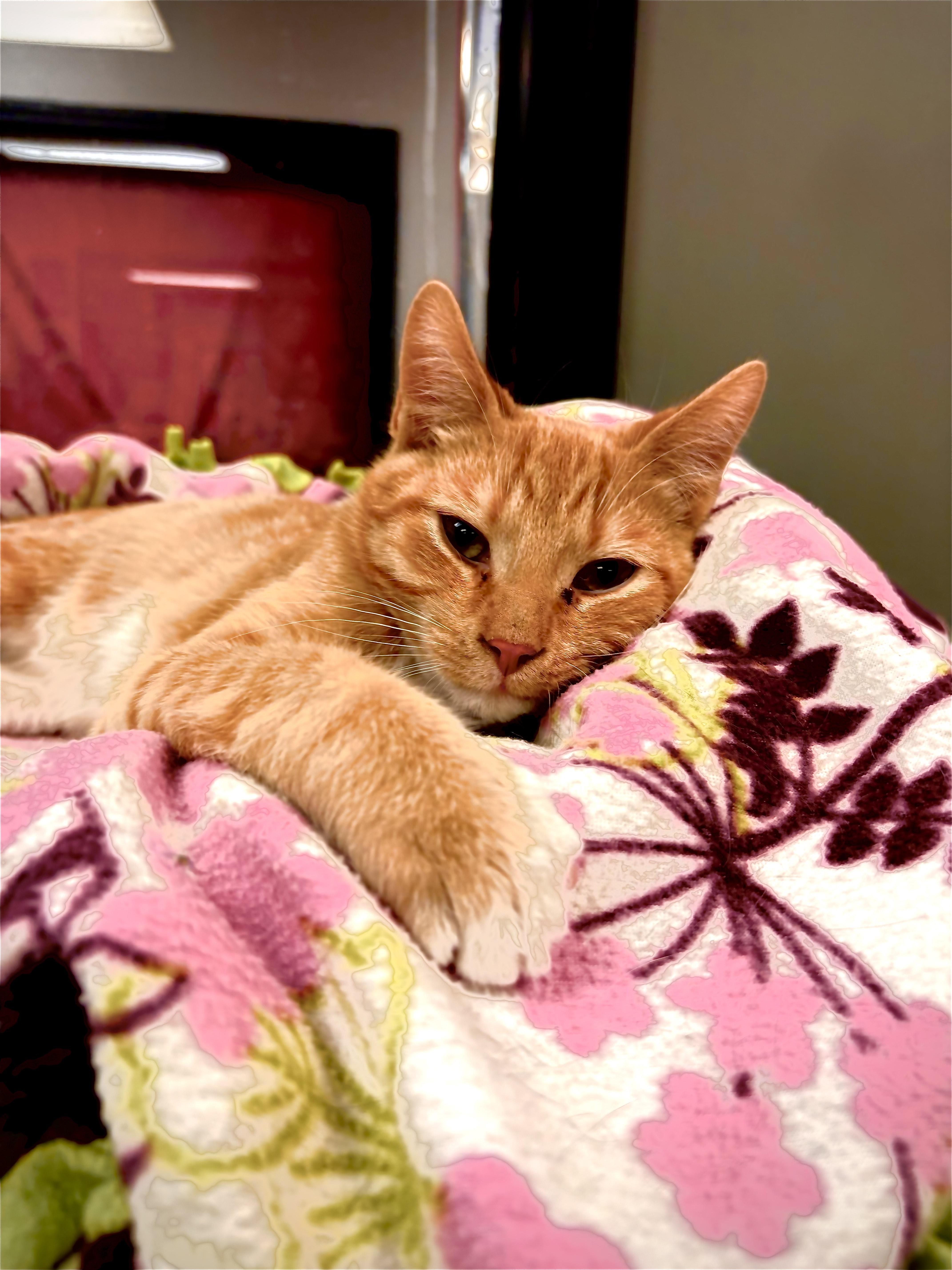 Pumpkin Spice, Adoptable, Young Male Domestic Short Hair.