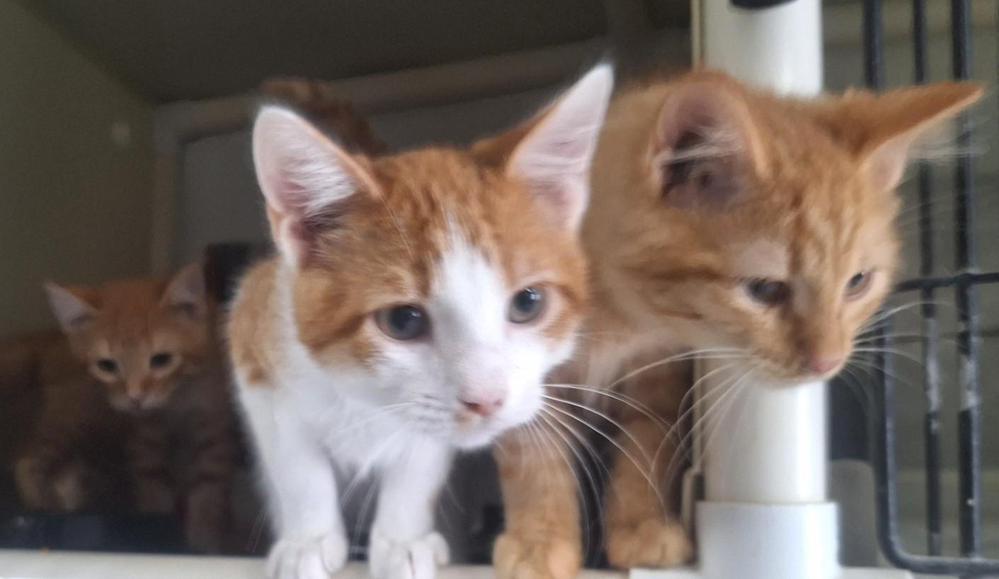 Marmalade, an adoptable Domestic Short Hair in Chappell, NE, 69129 | Photo Image 1