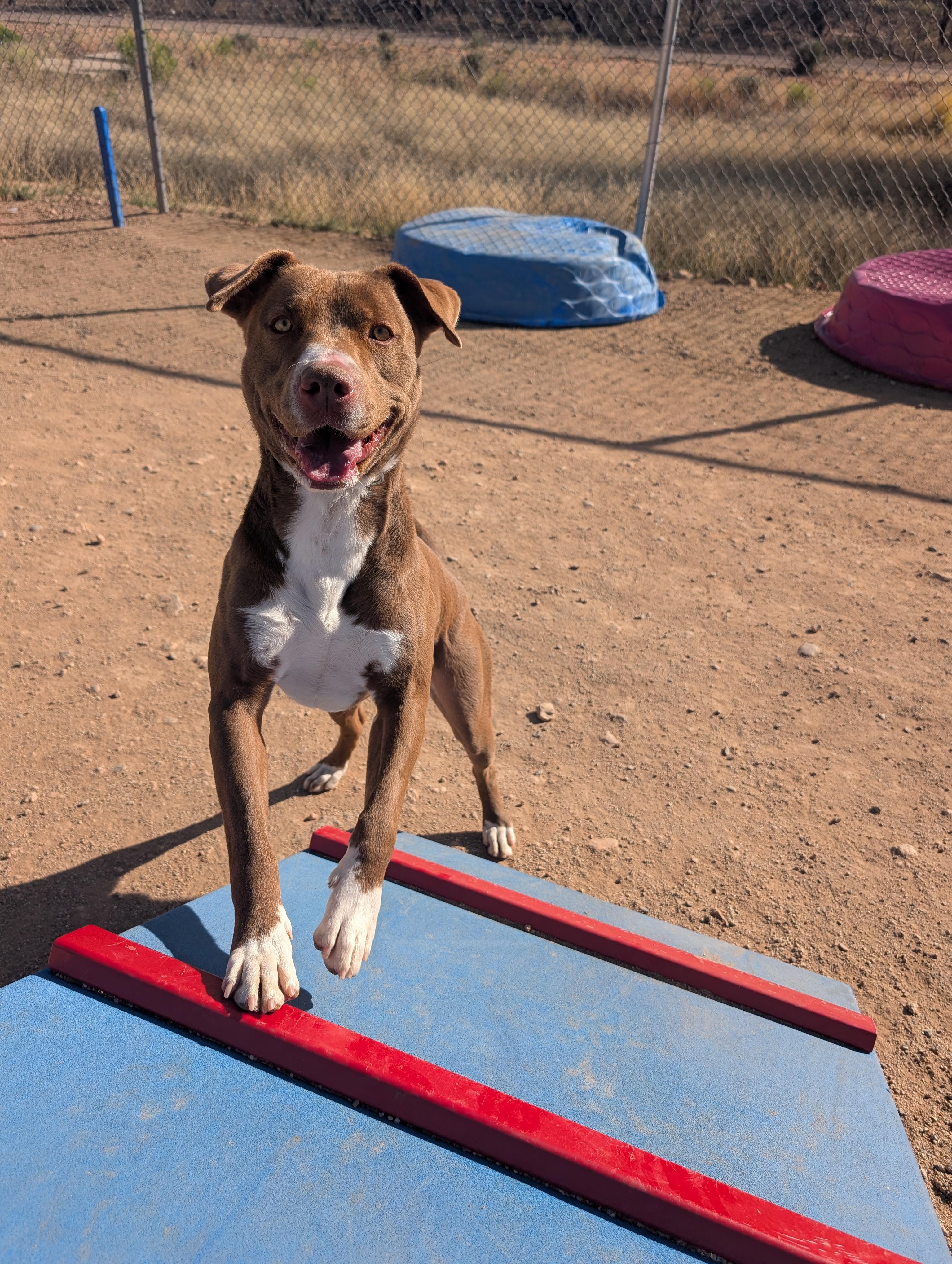 Enlarge Rigby, a ADOPTABLE mixed breed in Sierra Vista, AZ image 2/6