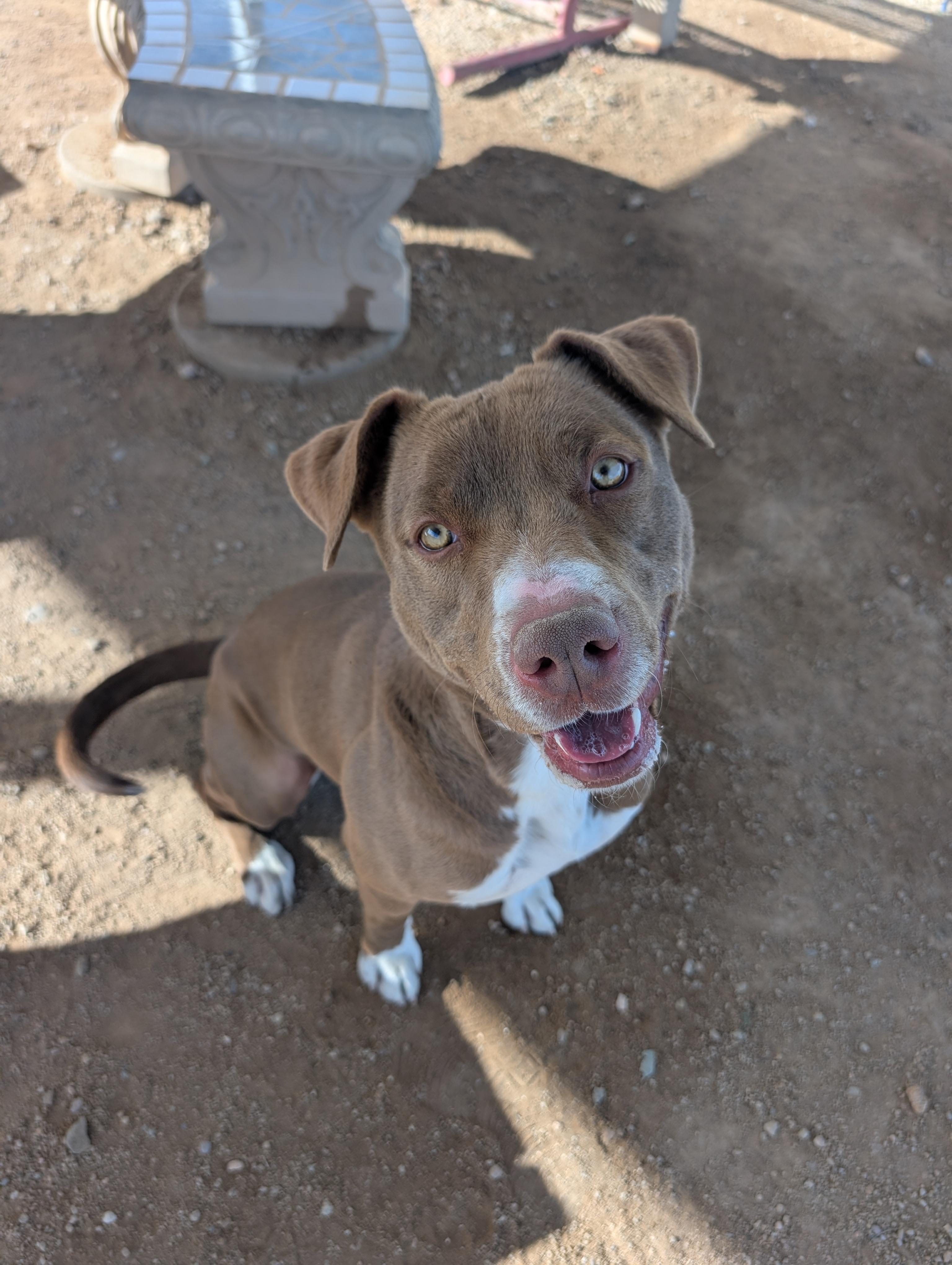 Enlarge Rigby, a ADOPTABLE mixed breed in Sierra Vista, AZ image 4/6