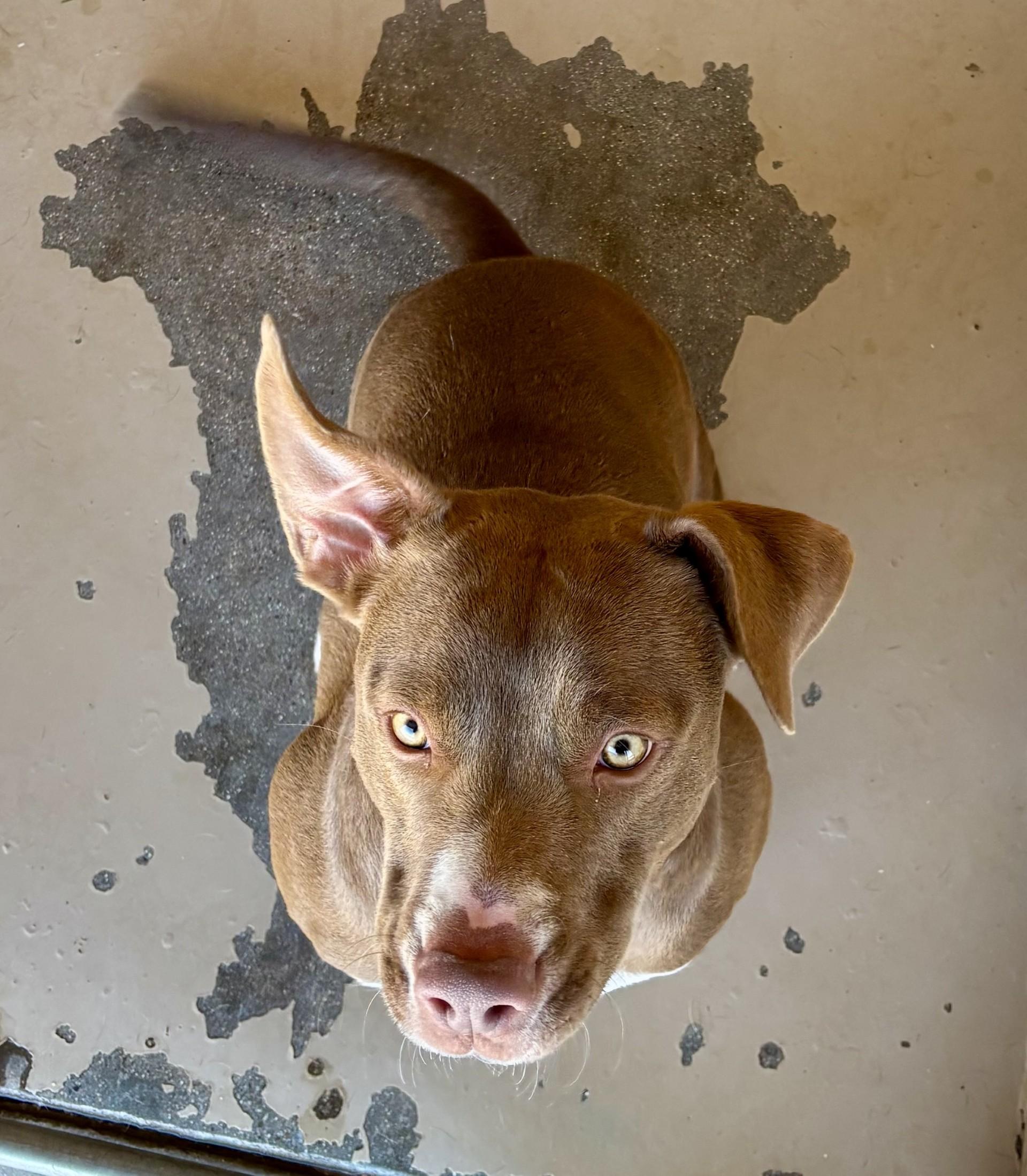 Enlarge Rigby, a ADOPTABLE mixed breed in Sierra Vista, AZ image 3/6