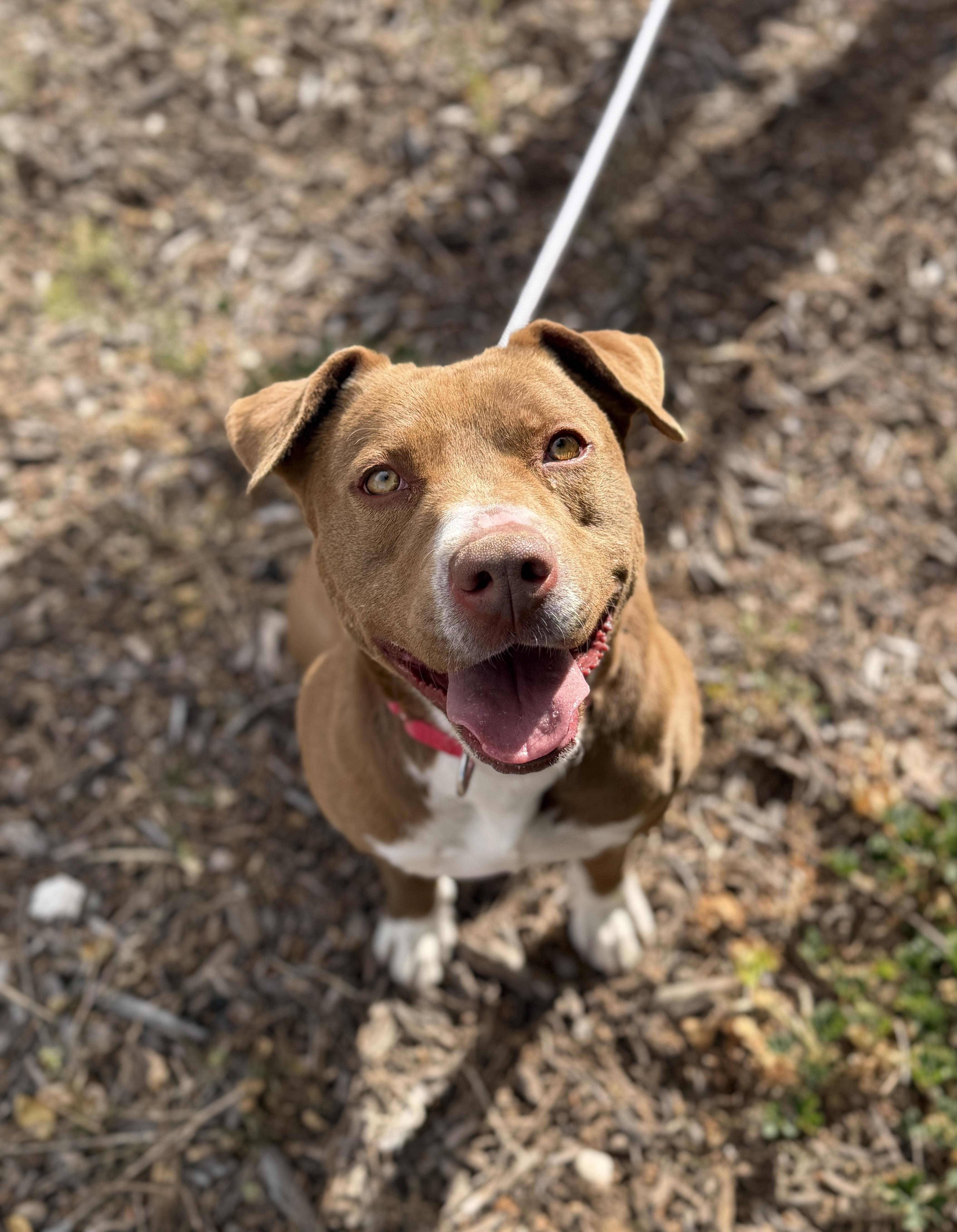 Enlarge Rigby, a ADOPTABLE mixed breed in Sierra Vista, AZ image 5/6