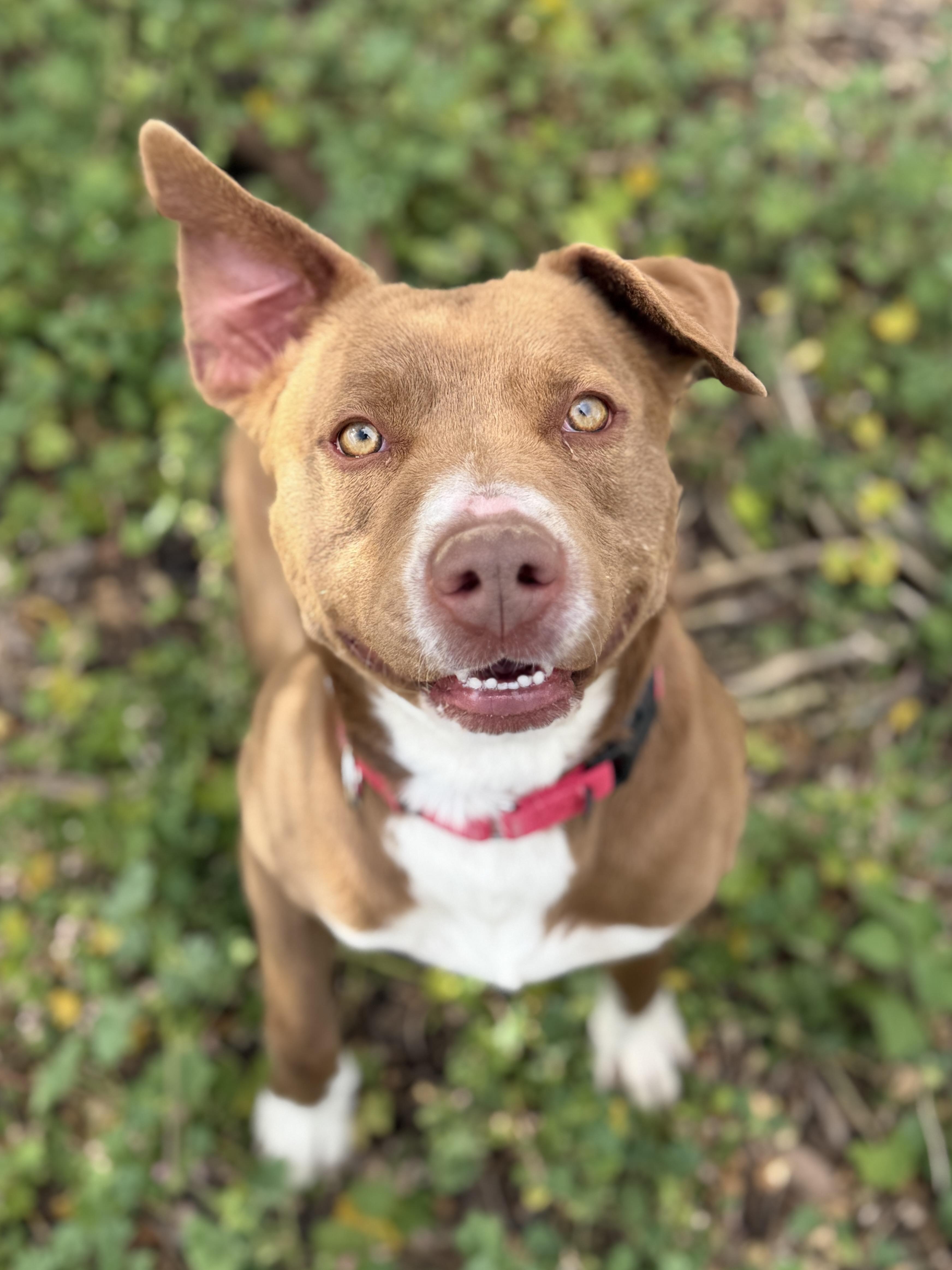 Rigby, ADOPTABLE, Adult Male Labrador Retriever & Pit Bull Terrier.