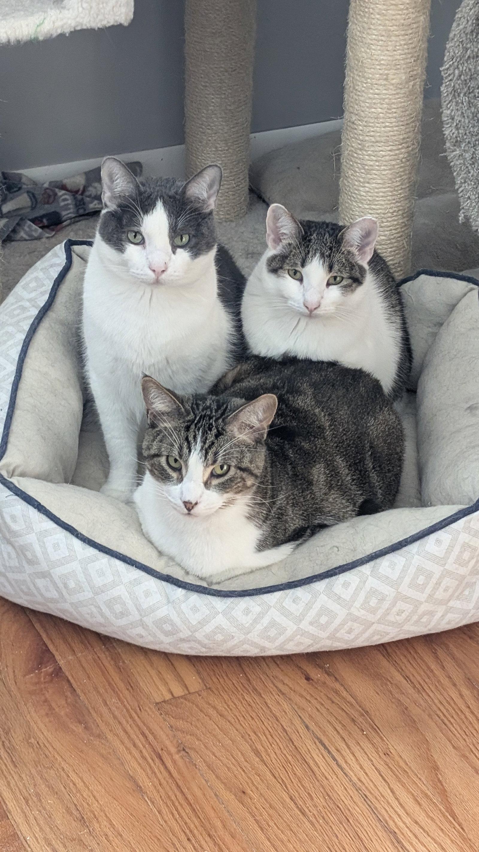 Chula Vista, Adoptable, Adult Male Domestic Short Hair.