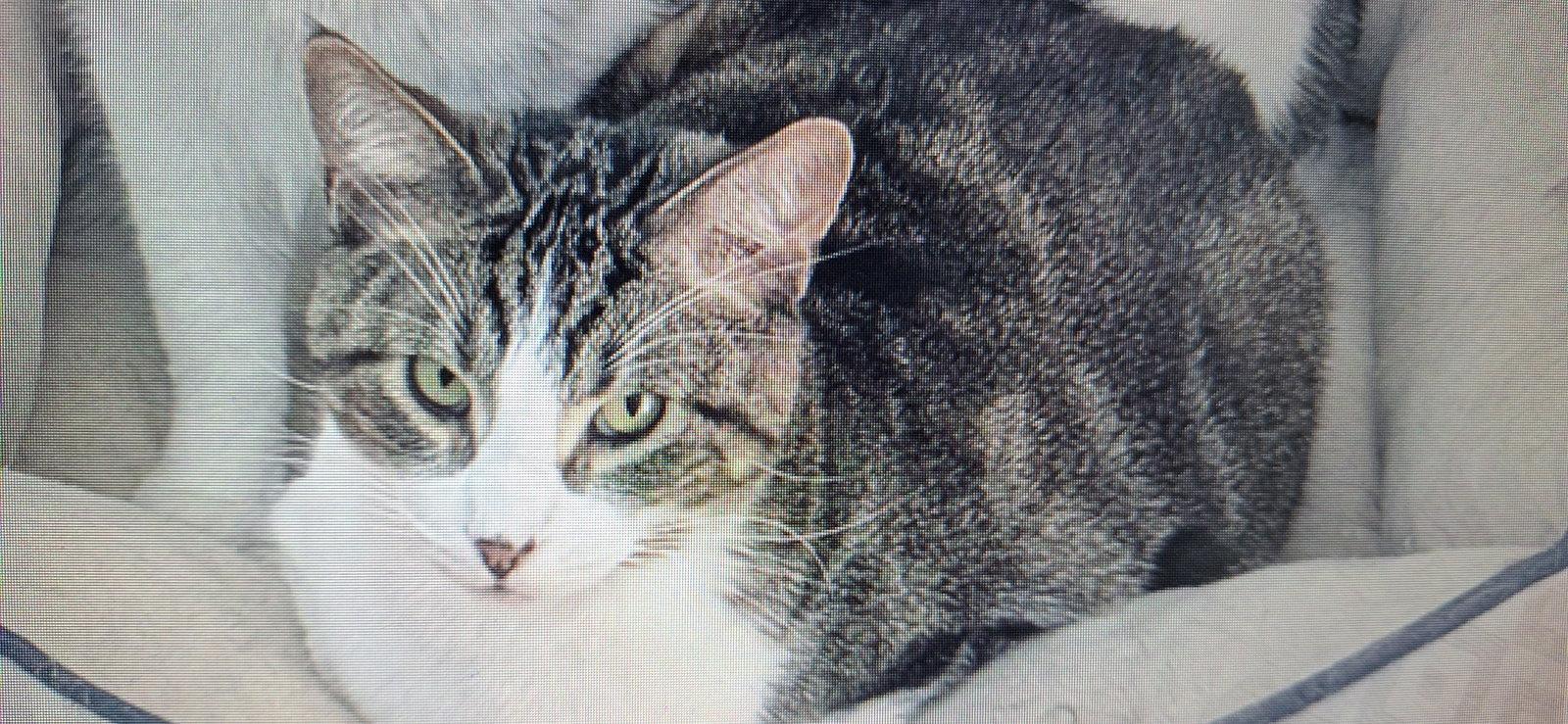 Chula Vista, a Adoptable Domestic Short Hair in Wheaton, IL image 2/3