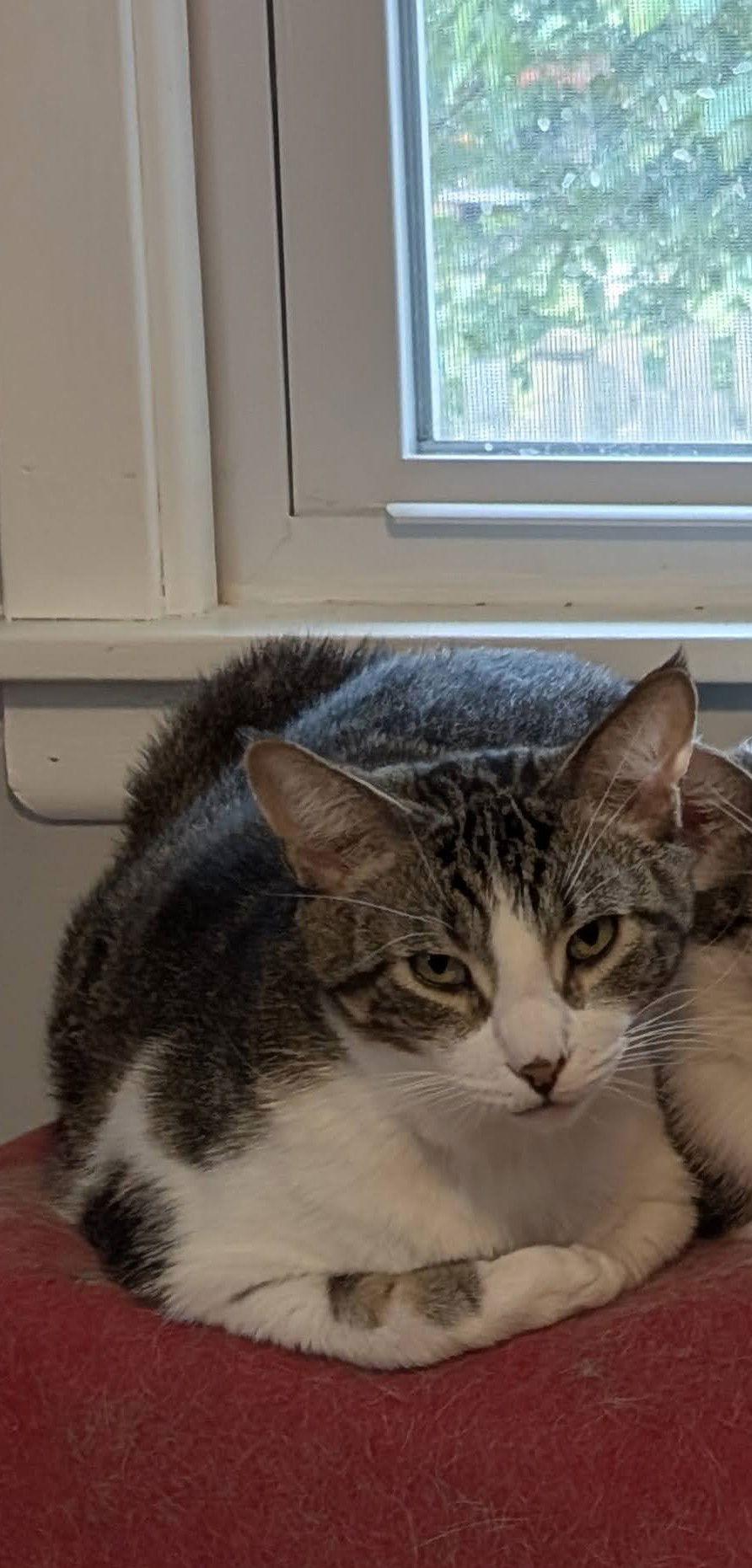 Enlarge Chula Vista, a Adoptable Domestic Short Hair in Wheaton, IL image 3/3