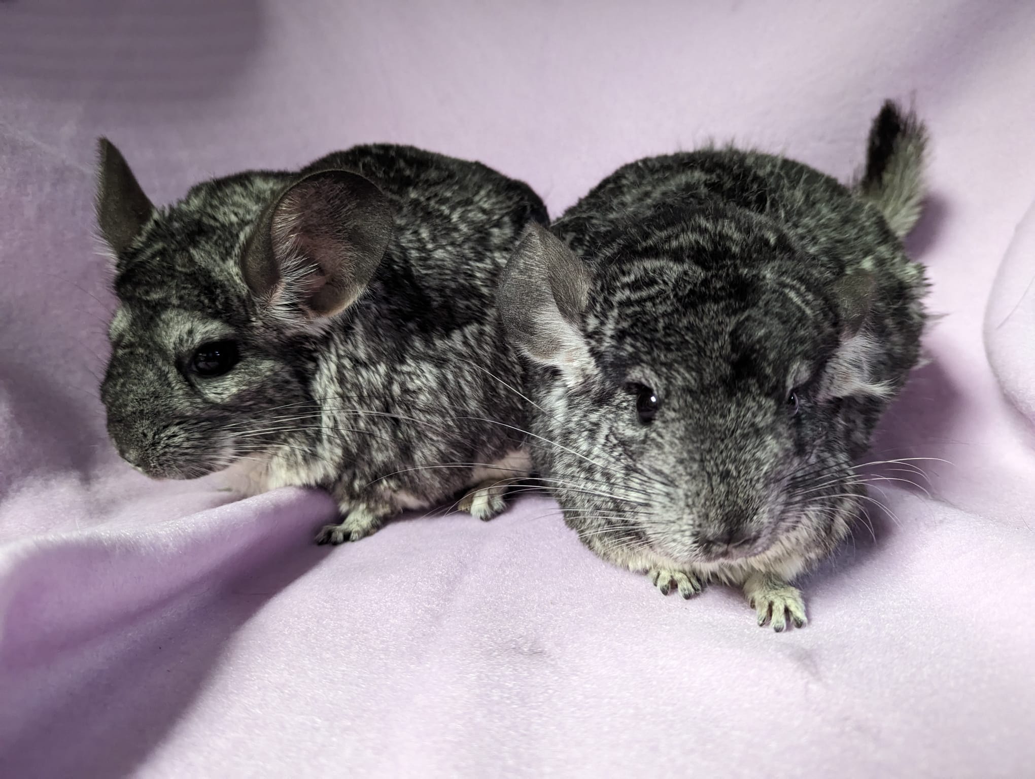 Enlarge Hyacinth & Hydrangea, a Adoptable Chinchilla in Montclair, CA image 3/5