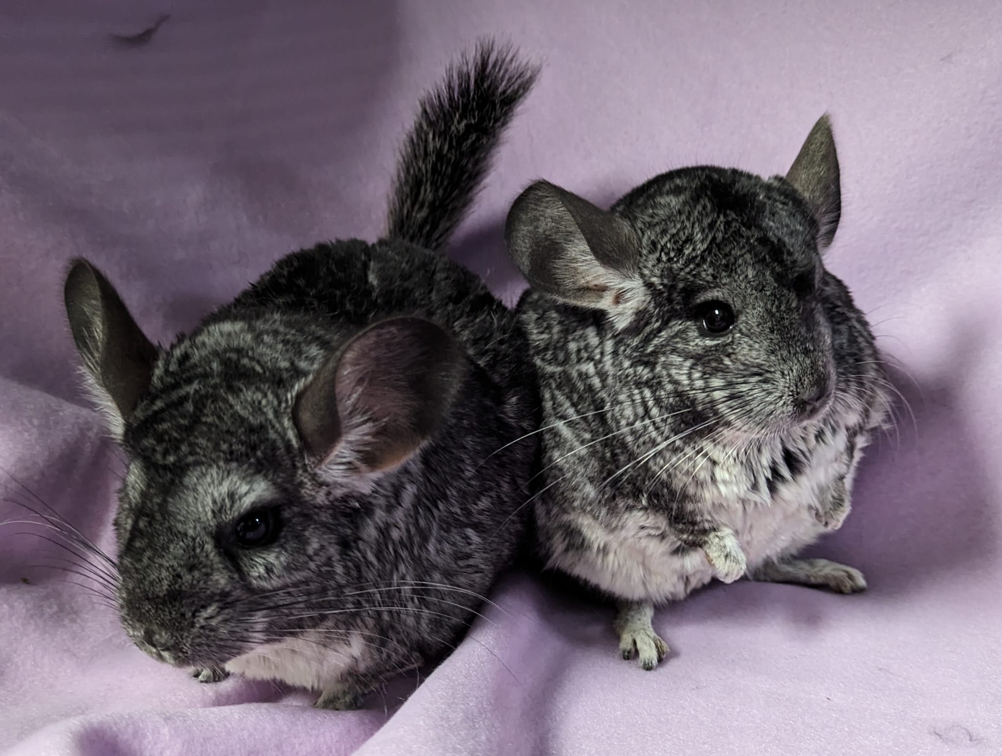 Enlarge Hyacinth & Hydrangea, a Adoptable Chinchilla in Montclair, CA image 1/5