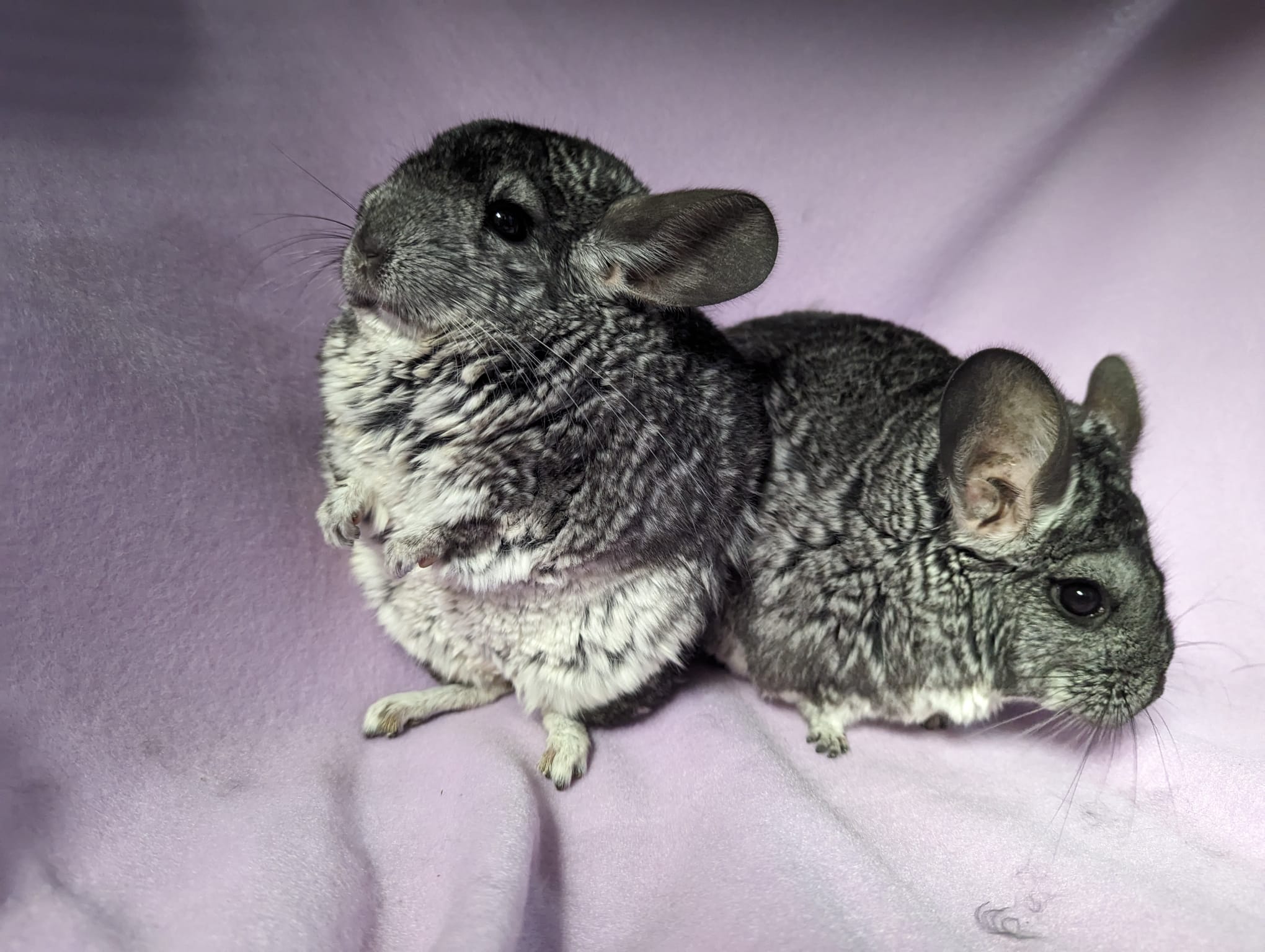Enlarge Hyacinth & Hydrangea, a Adoptable Chinchilla in Montclair, CA image 2/5