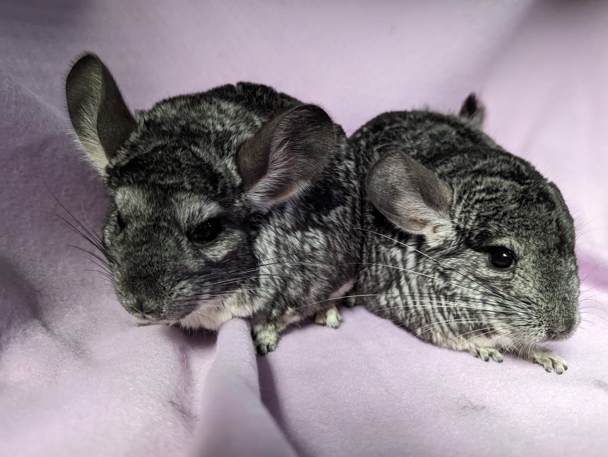 Enlarge Hyacinth & Hydrangea, a Adoptable Chinchilla in Montclair, CA image 5/5