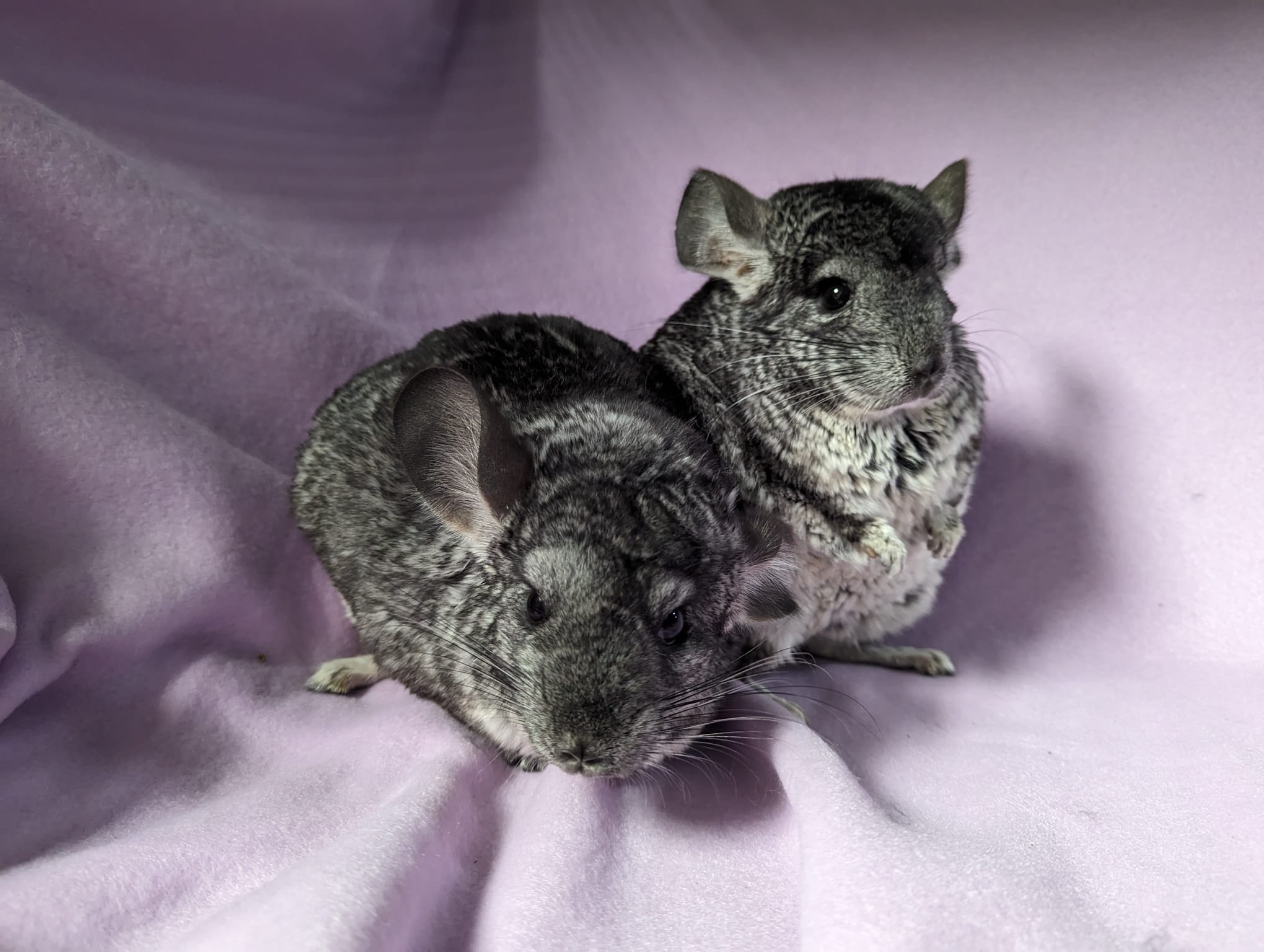 Enlarge Hyacinth & Hydrangea, a Adoptable Chinchilla in Montclair, CA image 4/5