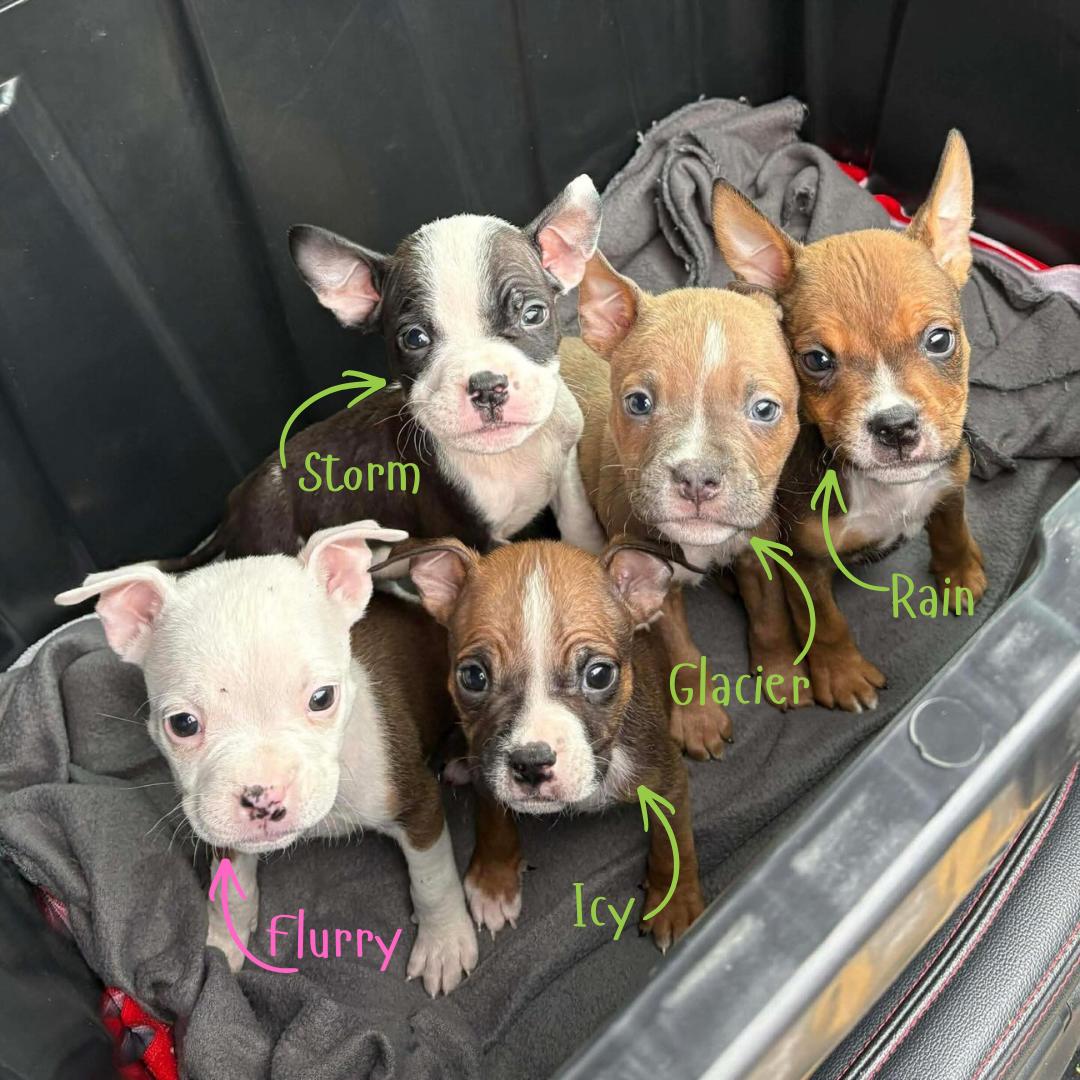 Enlarge Storm, an adopted mixed breed in Austin, TX image 2/2