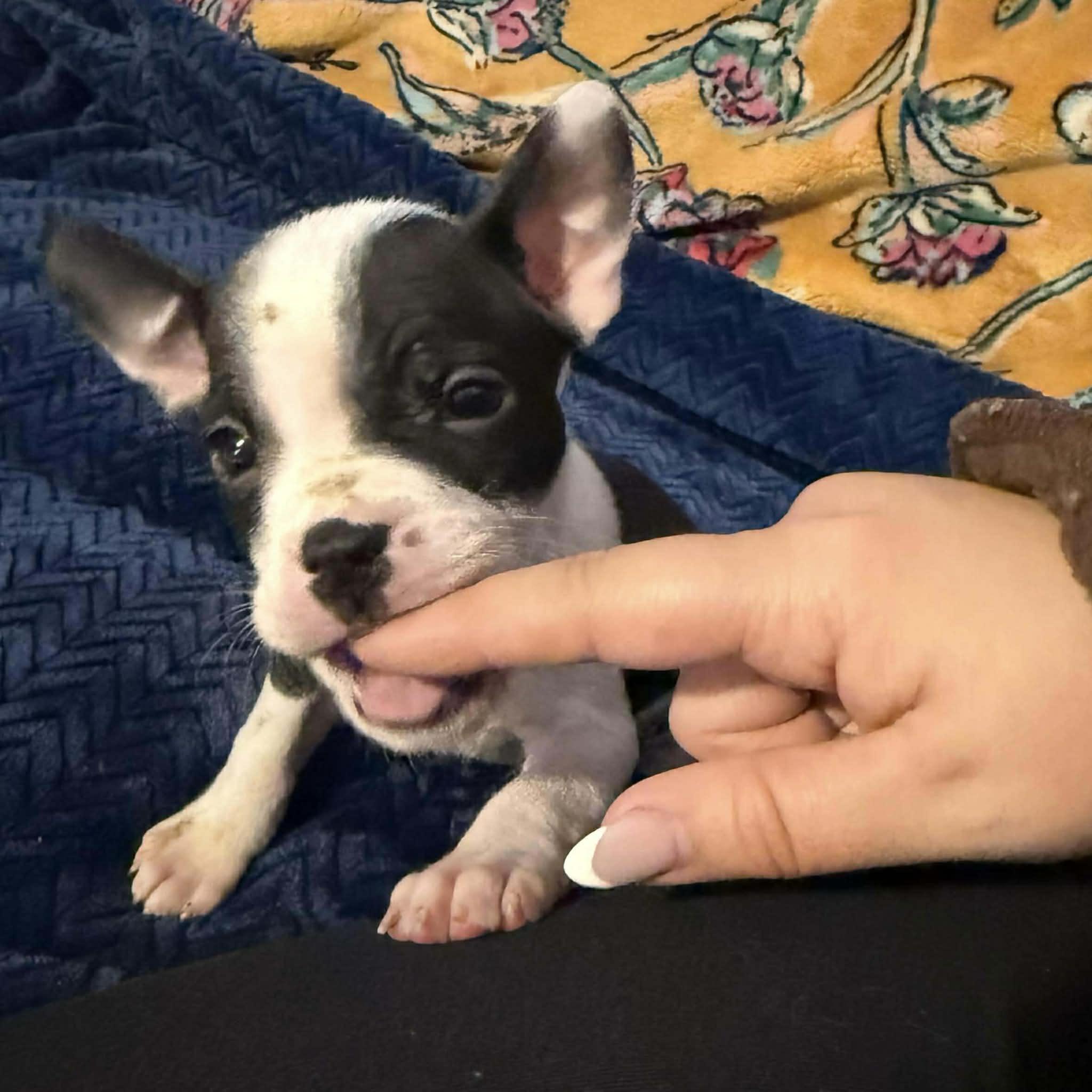 Enlarge Storm, an adopted mixed breed in Austin, TX image 1/2