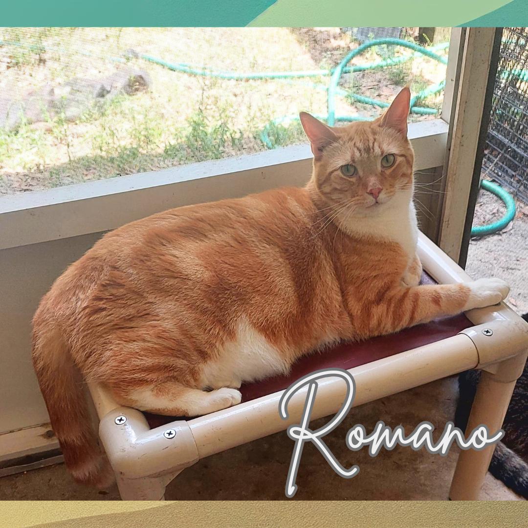 Romano, Adult Male unknown