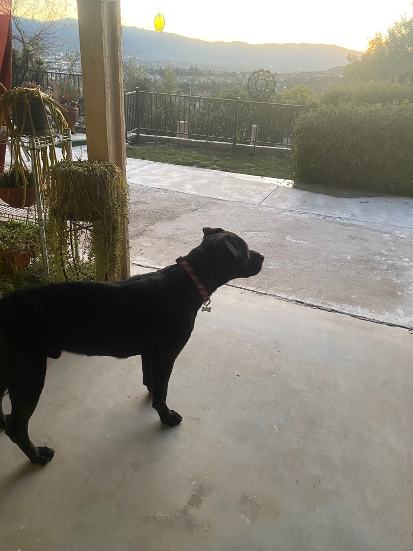 Enlarge Midnight I, a Adoptable mixed breed in Claremont, CA image 1/8