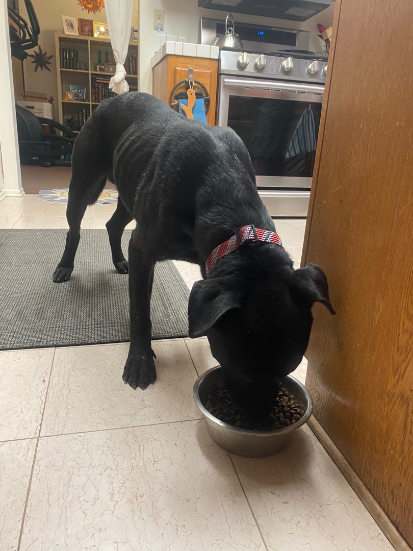 Enlarge Midnight I, a Adoptable mixed breed in Claremont, CA image 2/8