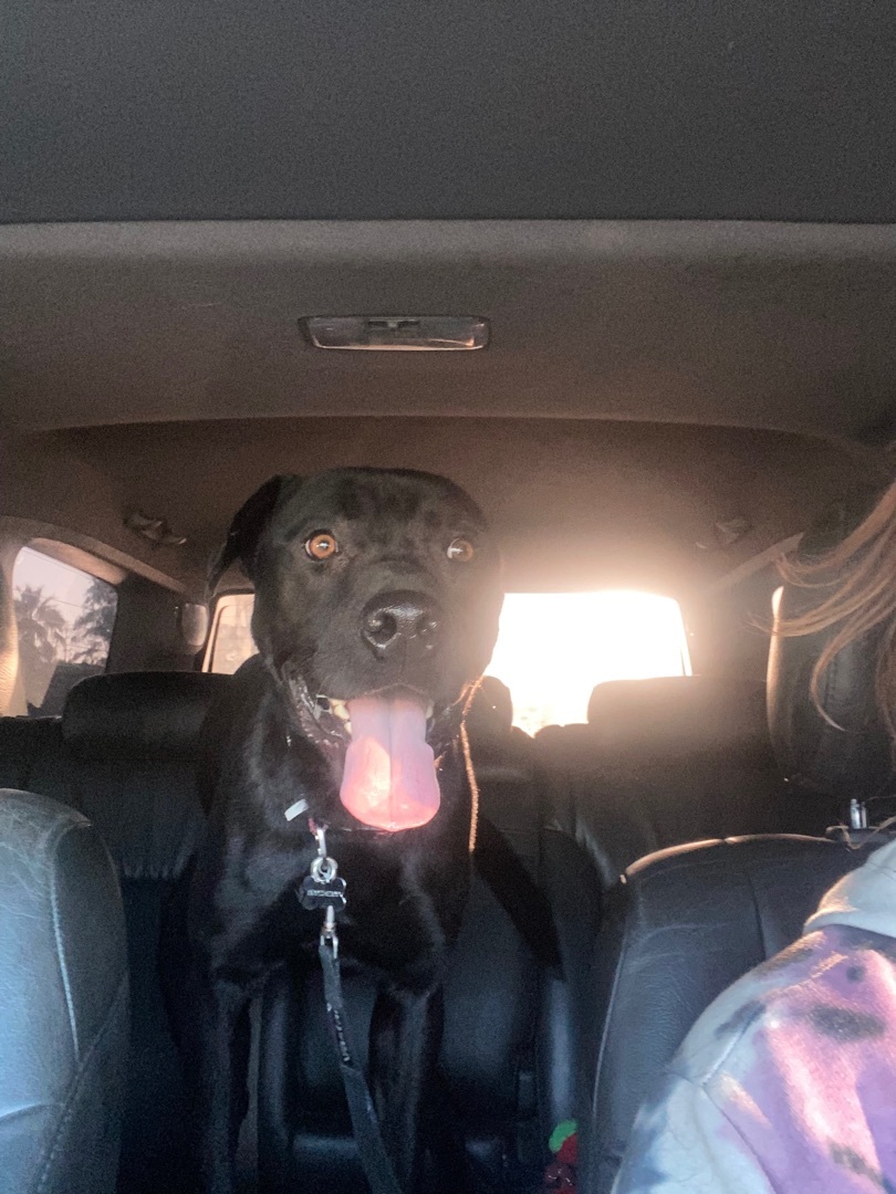 Enlarge Midnight I, a Adoptable mixed breed in Claremont, CA image 3/8