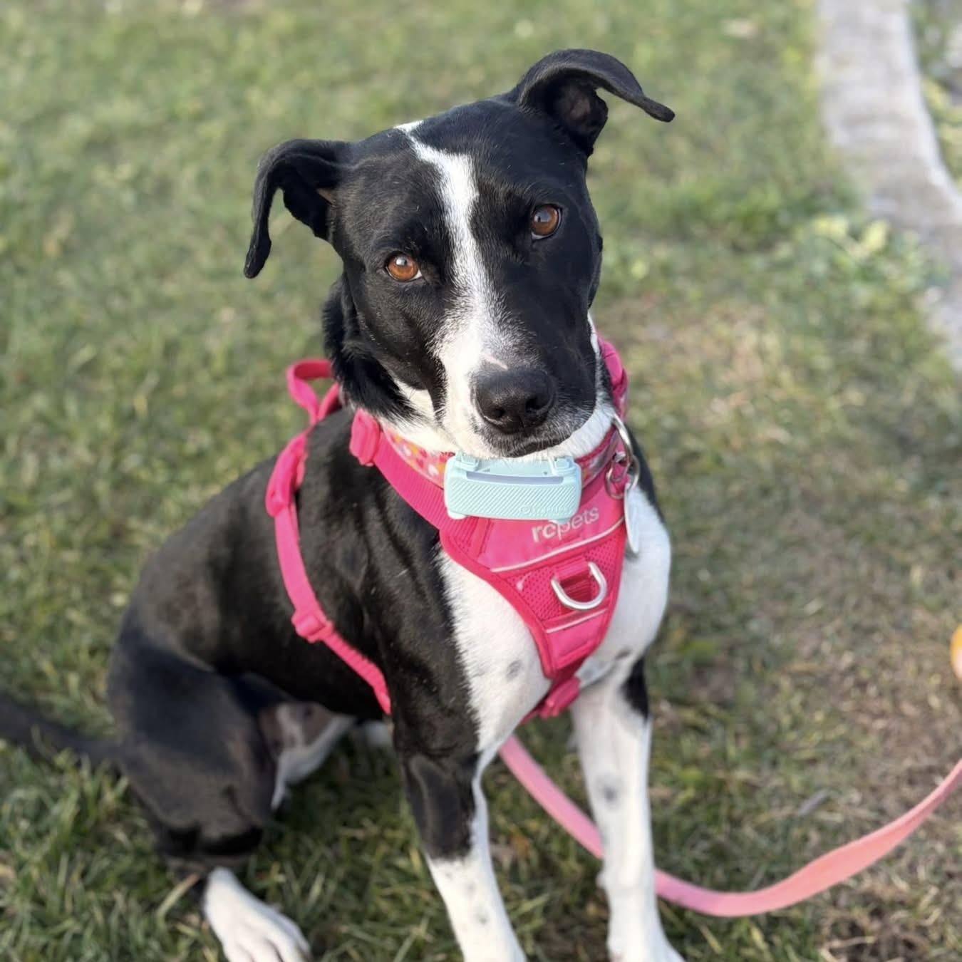 Dixi, a ADOPTABLE mixed breed in Grand Bend, ON image 4/6