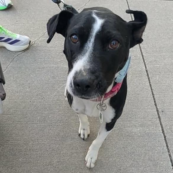 Dixi, ADOPTABLE, Adult Female Mixed Breed & Labrador Retriever.