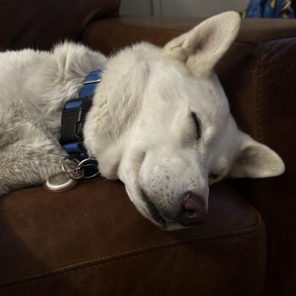 4 (2026) Bianca, Adoptable, Adult Female Siberian Husky.