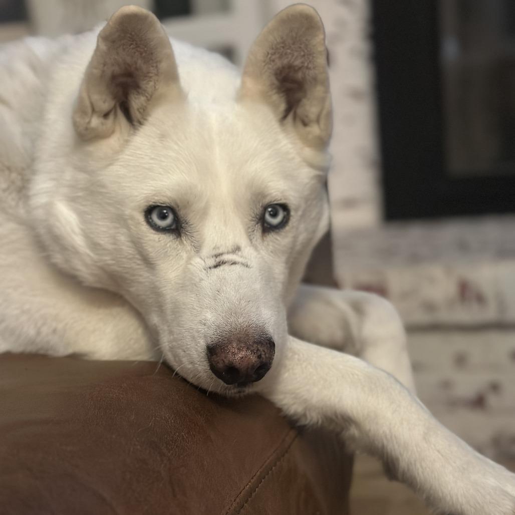 Enlarge 4 (2026) Bianca, a Adoptable Siberian Husky in Parker, CO image 2/6