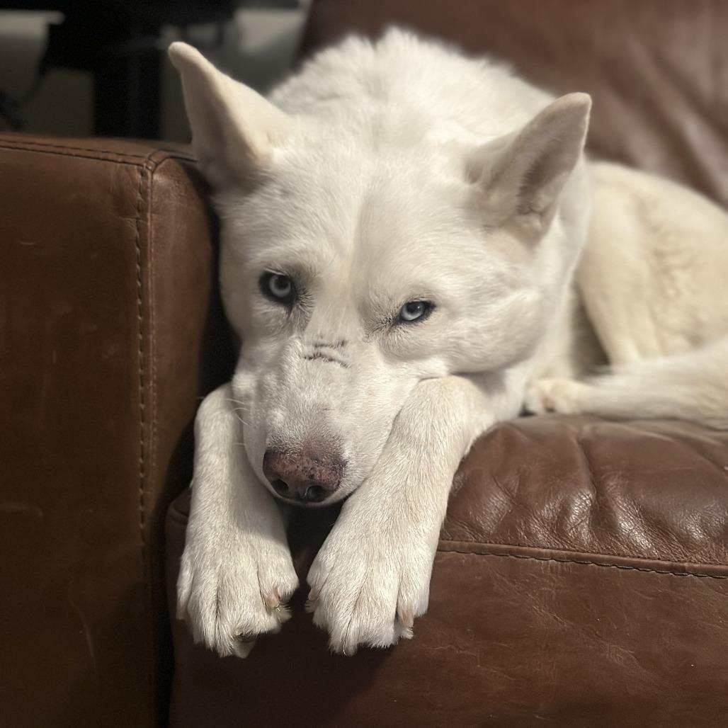 Enlarge 4 (2026) Bianca, a Adoptable Siberian Husky in Parker, CO image 3/6