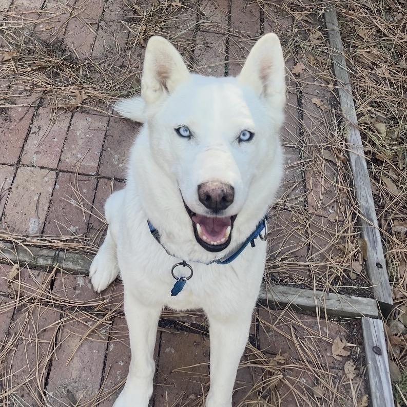Enlarge 4 (2026) Bianca, a Adoptable Siberian Husky in Parker, CO image 4/6