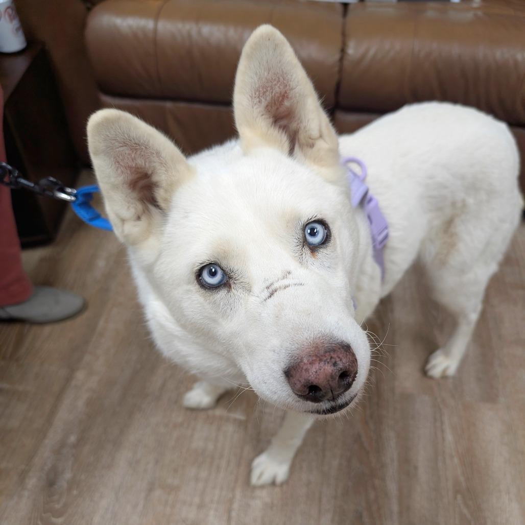 Enlarge 4 (2026) Bianca, a Adoptable Siberian Husky in Parker, CO image 5/6