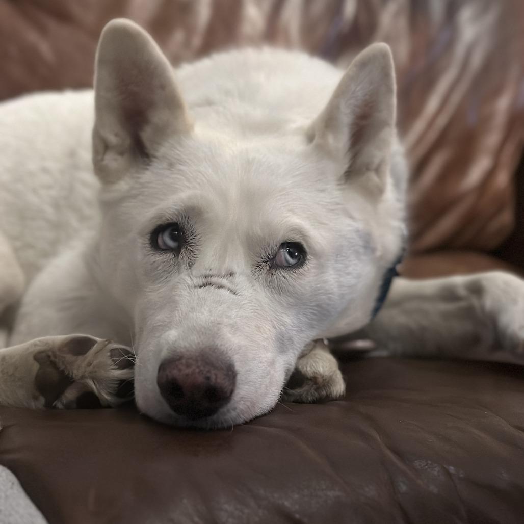 Enlarge 4 (2026) Bianca, a Adoptable Siberian Husky in Parker, CO image 6/6