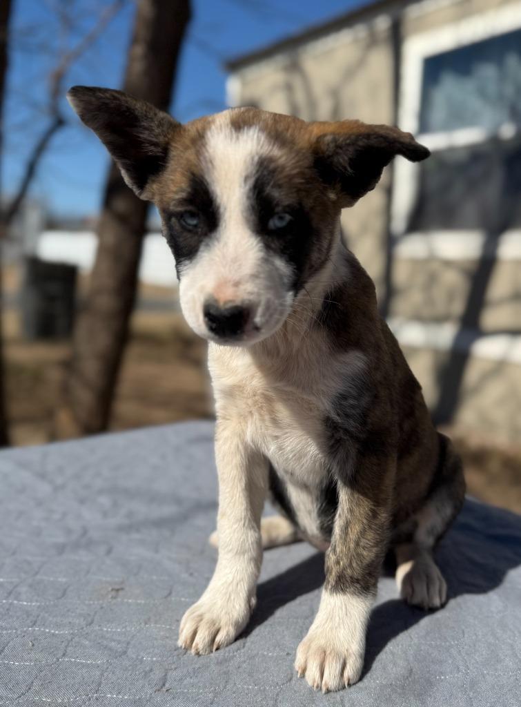 Enlarge Eden, a Adoptable mixed breed in Junction, TX image 1/2