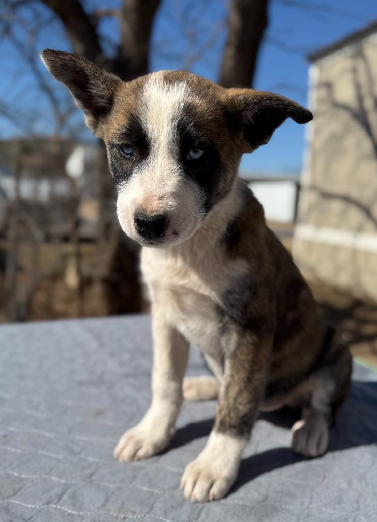 Enlarge Eden, a Adoptable mixed breed in Junction, TX image 2/2