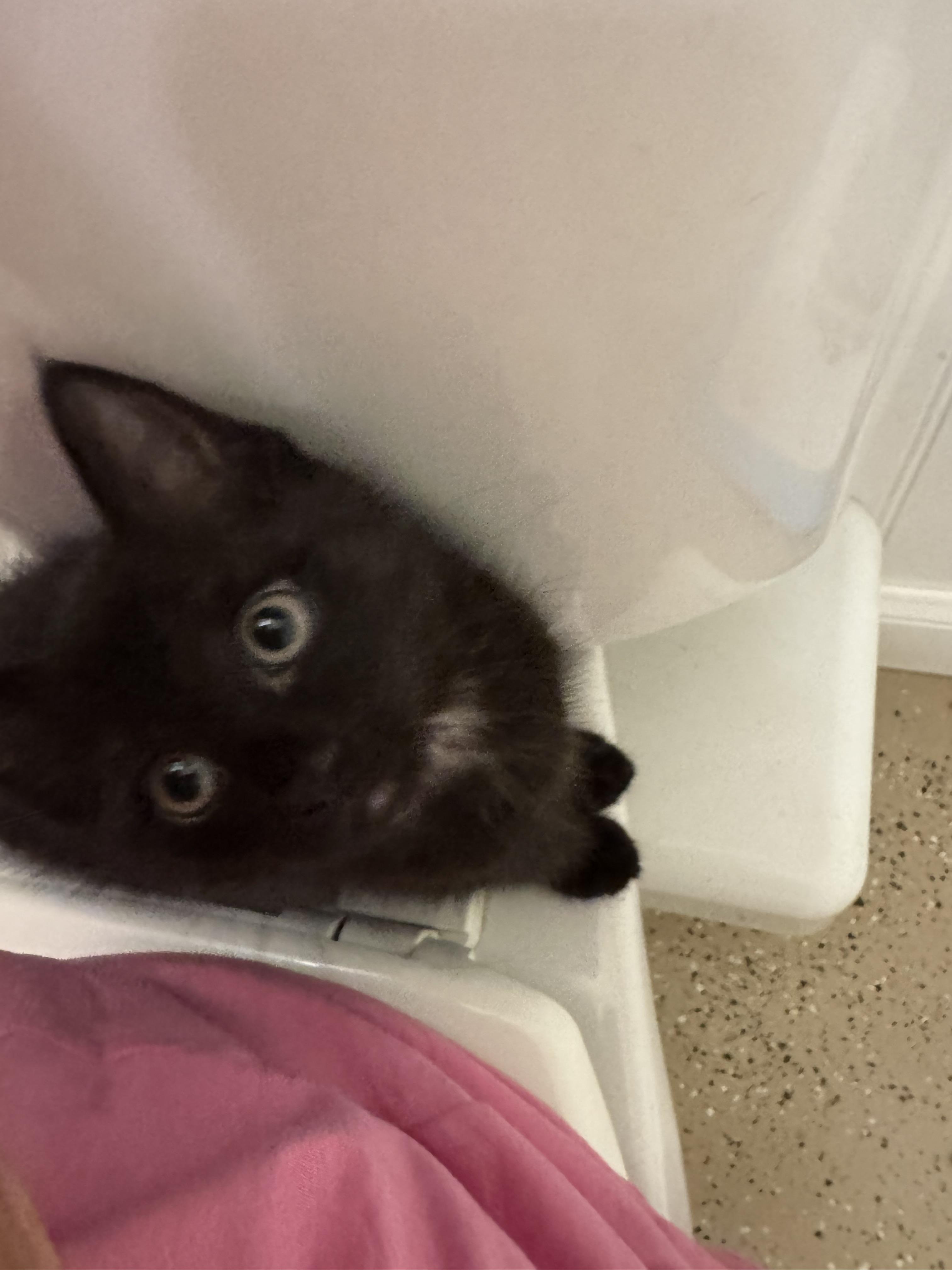Vito, ADOPTABLE, Kitten Male Domestic Short Hair.