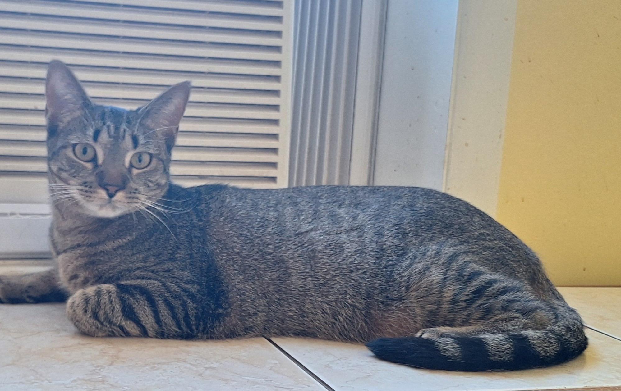 Enlarge Keeley (Sadie's Babes Litter), a Adoptable mixed breed in Baltimore, MD image 1/3