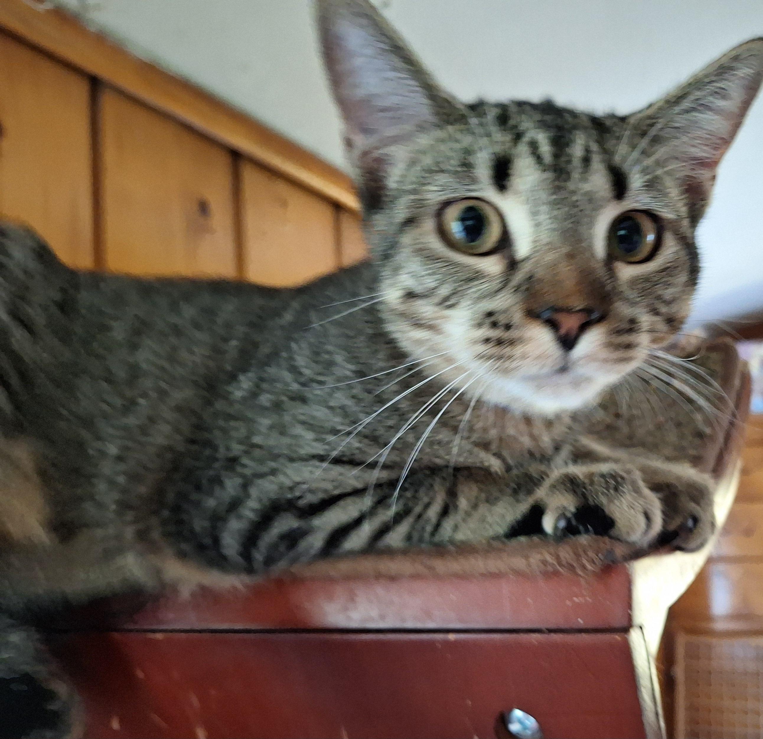 Keeley (Sadie's Babes Litter)