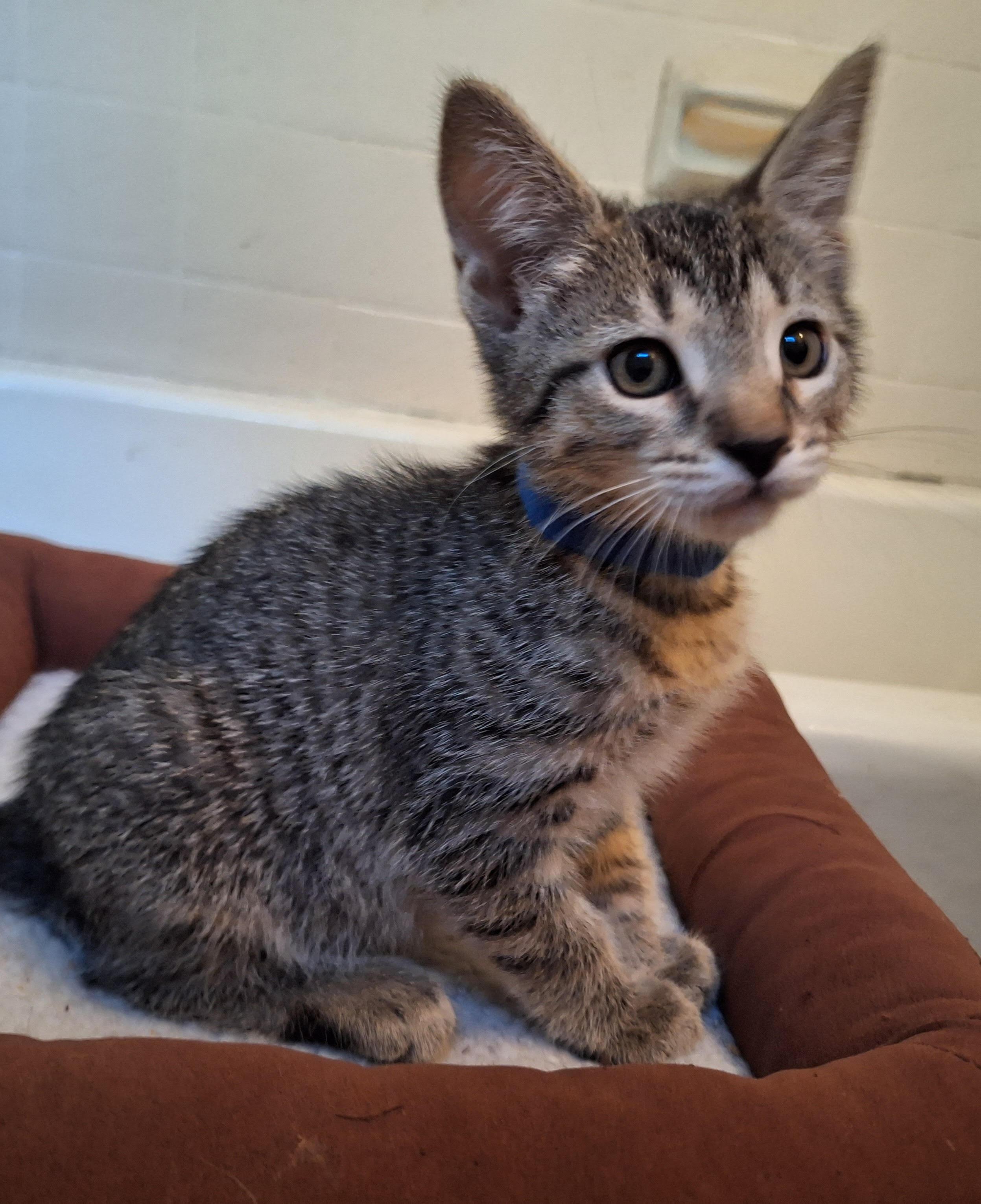 Keeley (Sadie's Babes Litter), Baby Female unknown