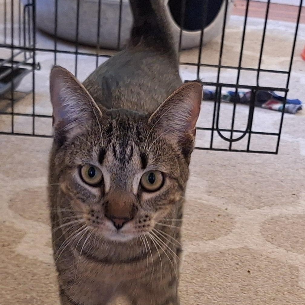 Keeley (Sadie's Babes Litter), Adoptable, Kitten Female Domestic Short Hair.