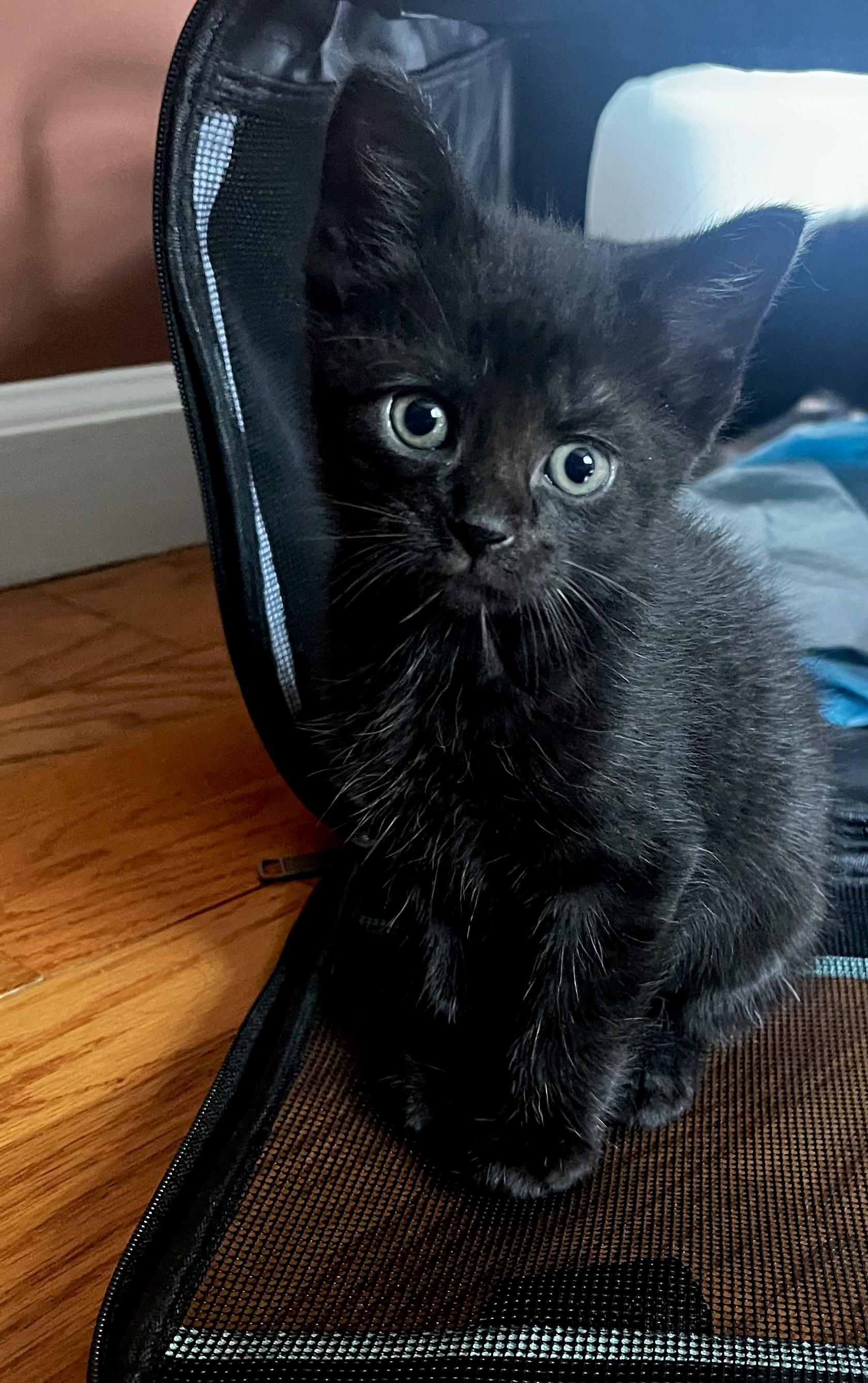 Sid, ADOPTABLE, Kitten Male Domestic Short Hair.