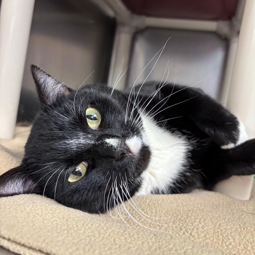 Benny, ADOPTABLE, Adult Male Domestic Short Hair.