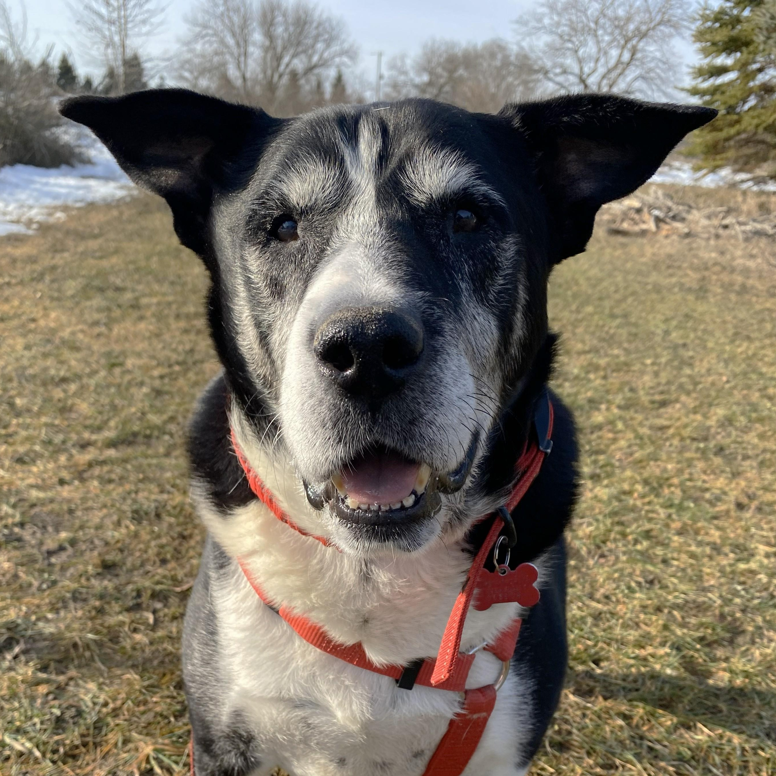 Paco — thumbnail 2