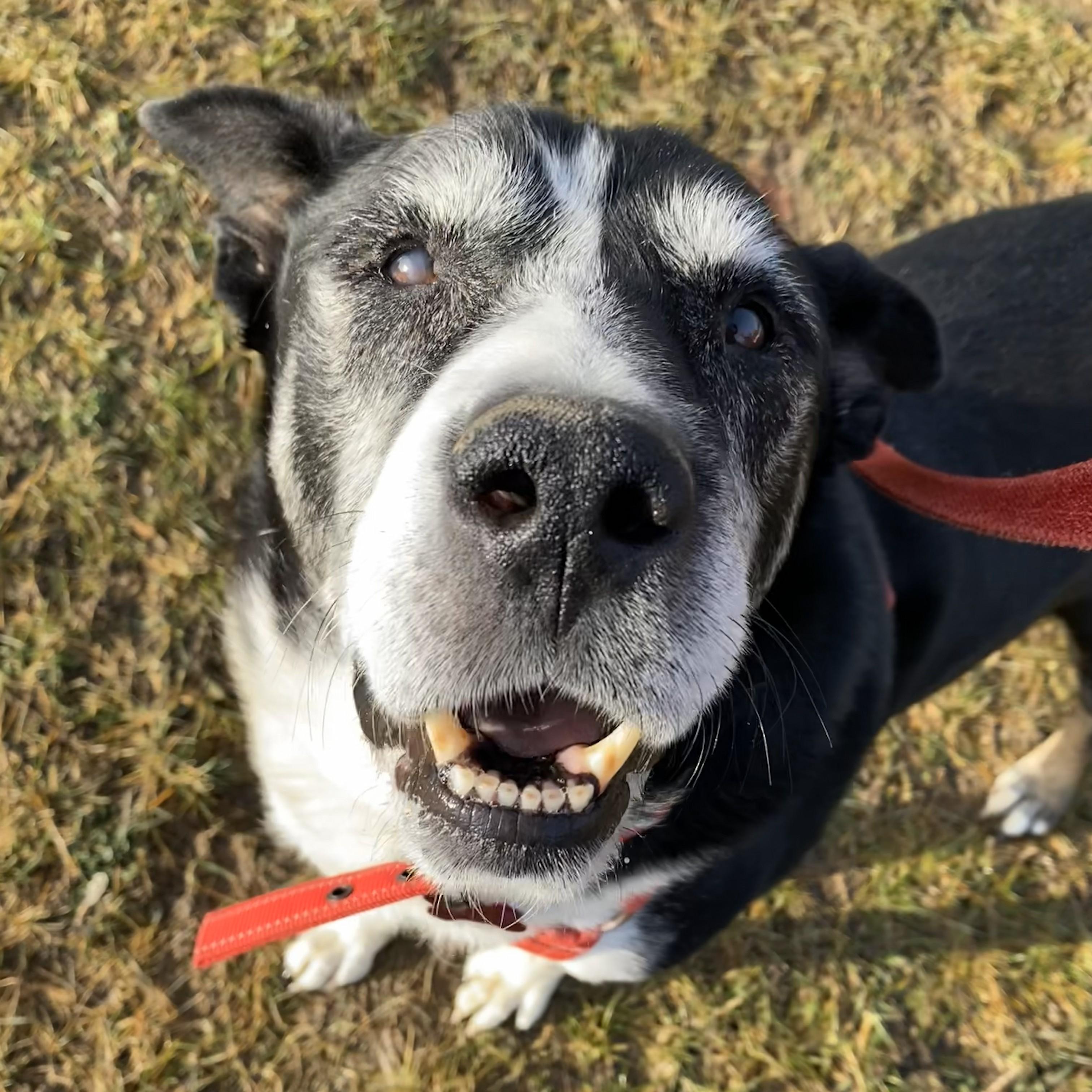 Paco — thumbnail 3