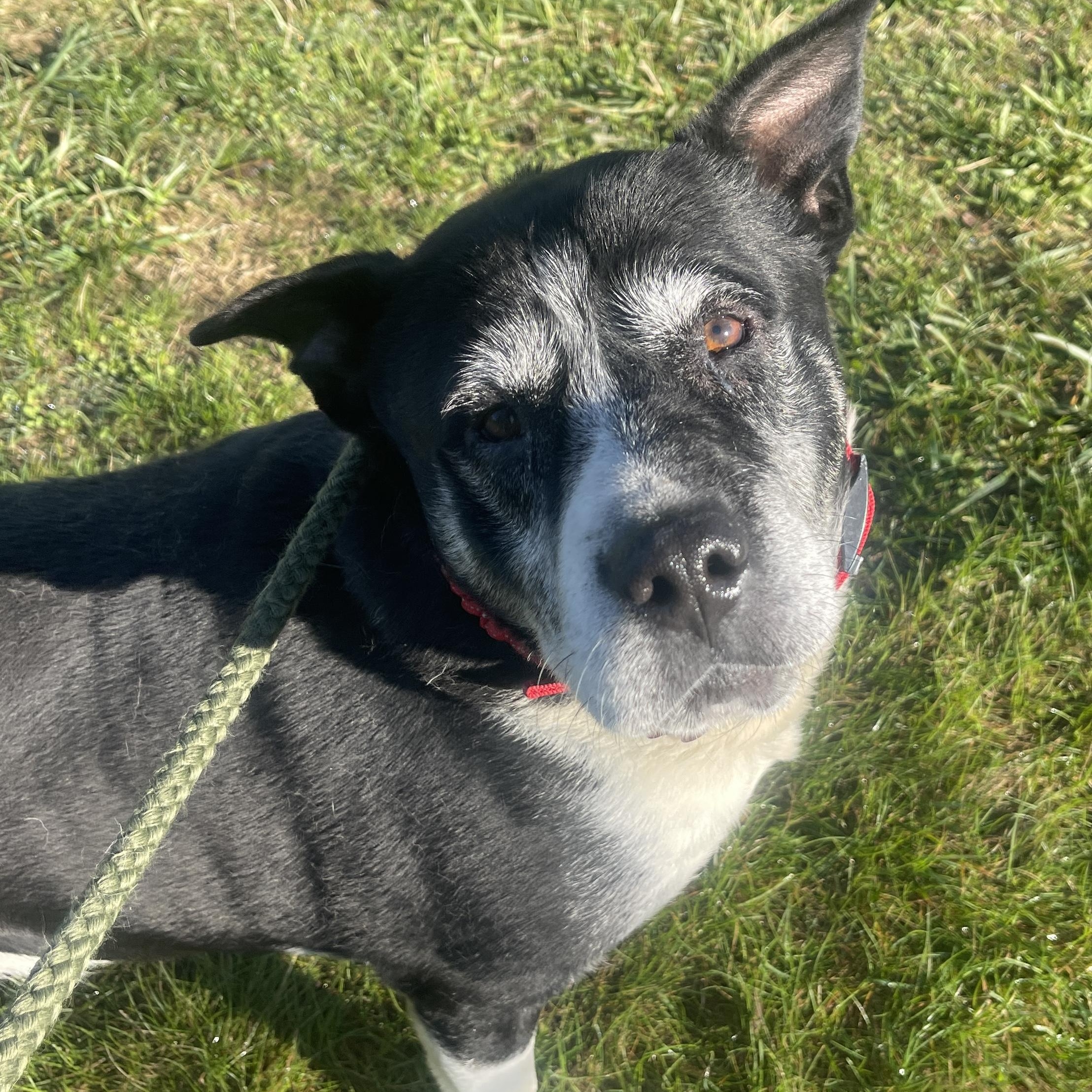 Paco — thumbnail 4